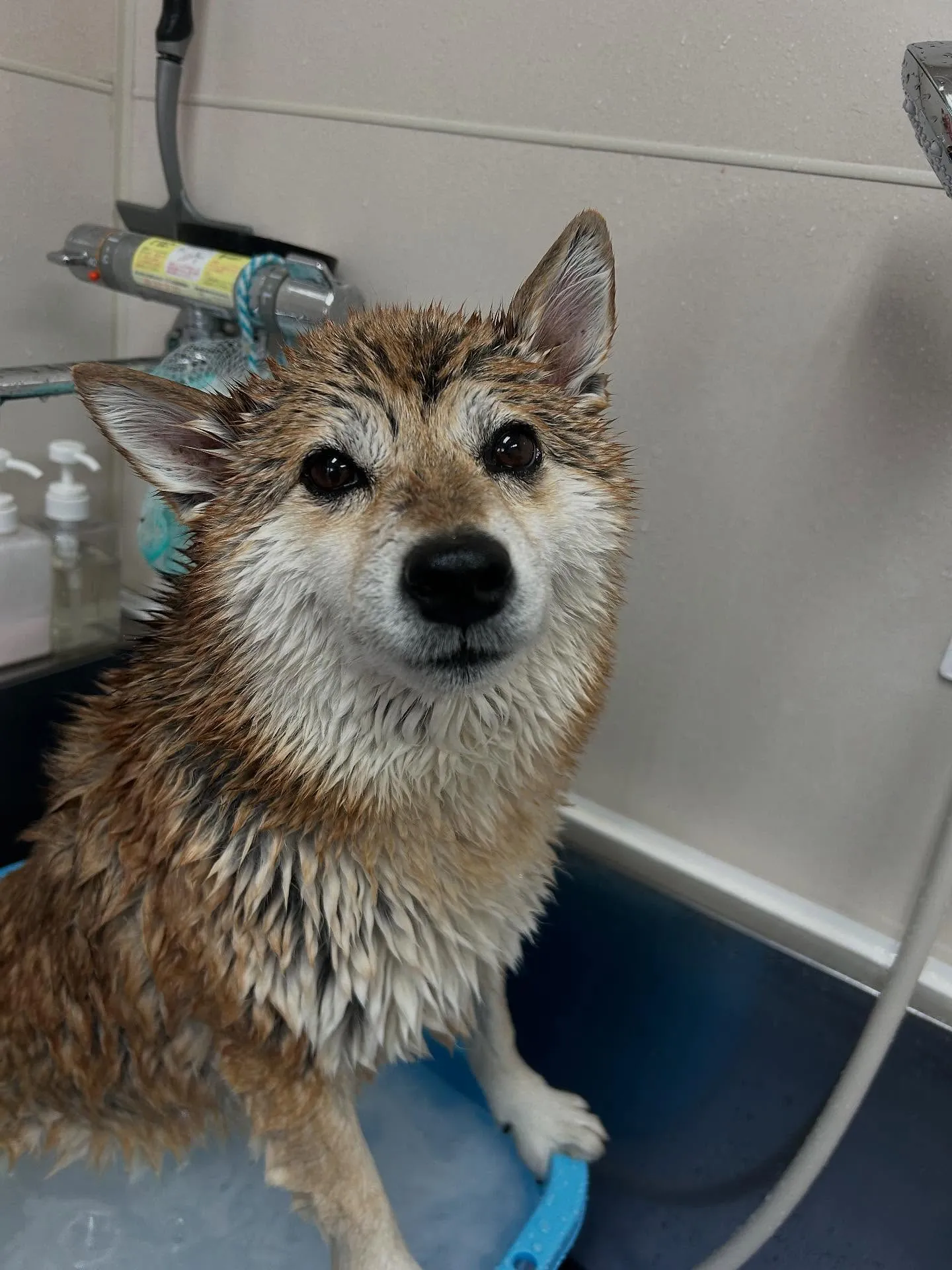 犬のシャンプー🫧