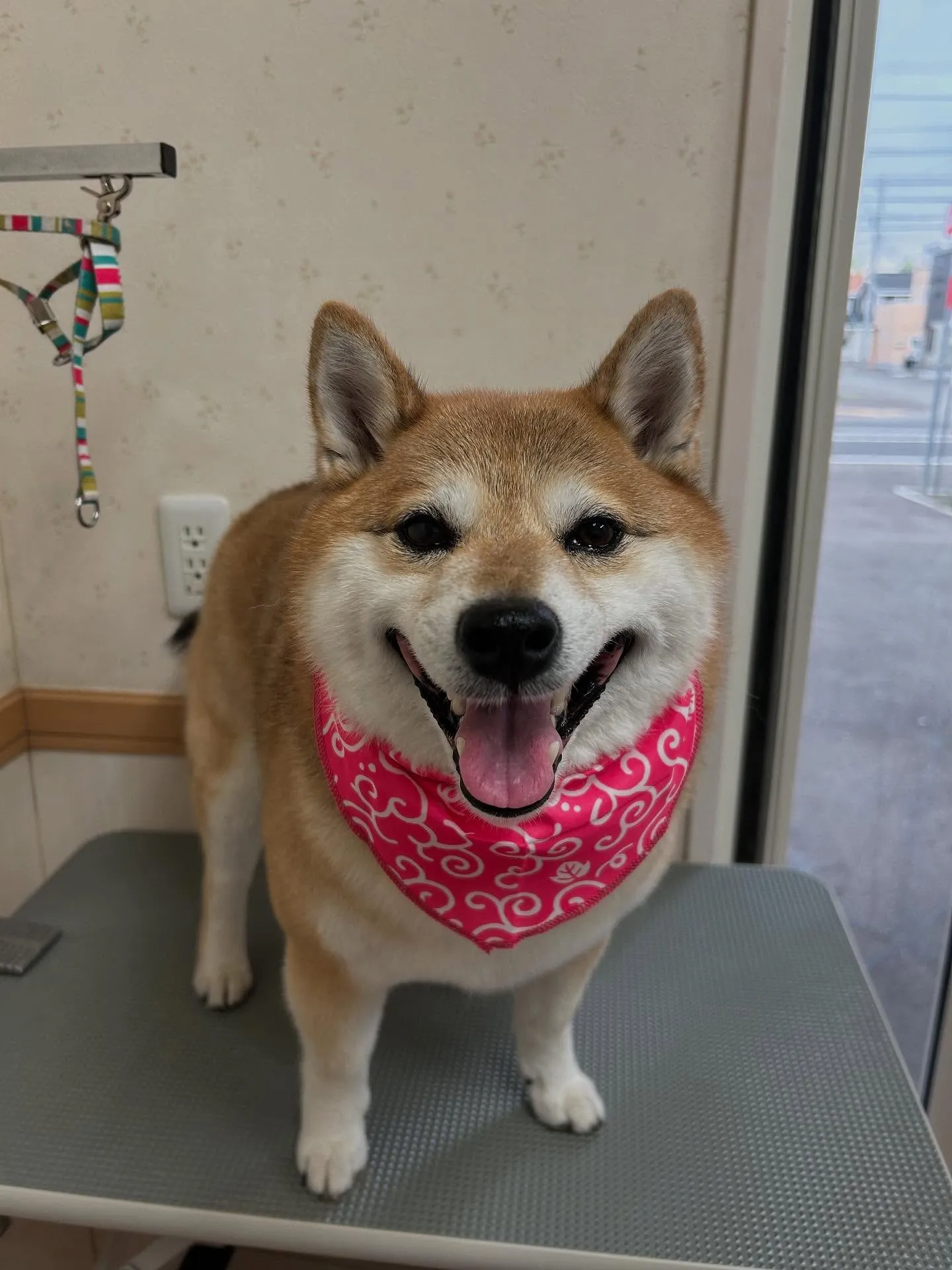 犬のシャンプー🫧
