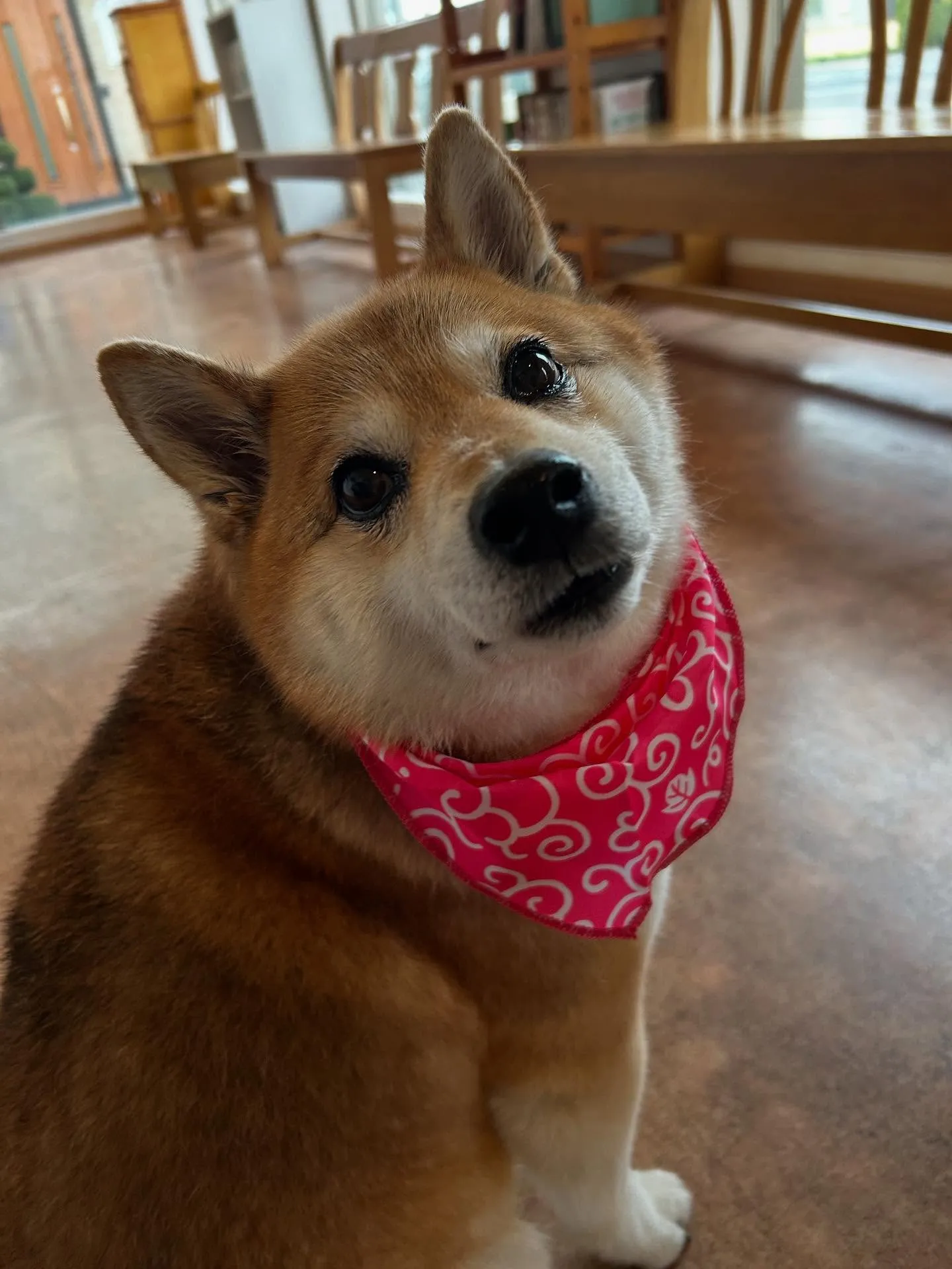 犬のシャンプー🫧