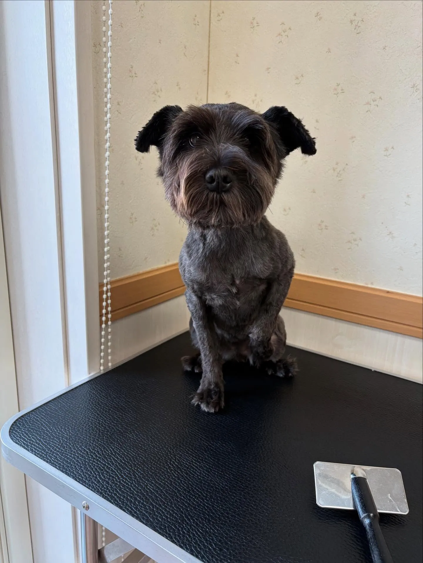 犬のトリミング✂️