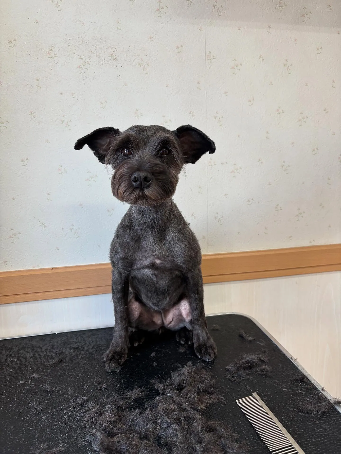 犬のトリミング✂️