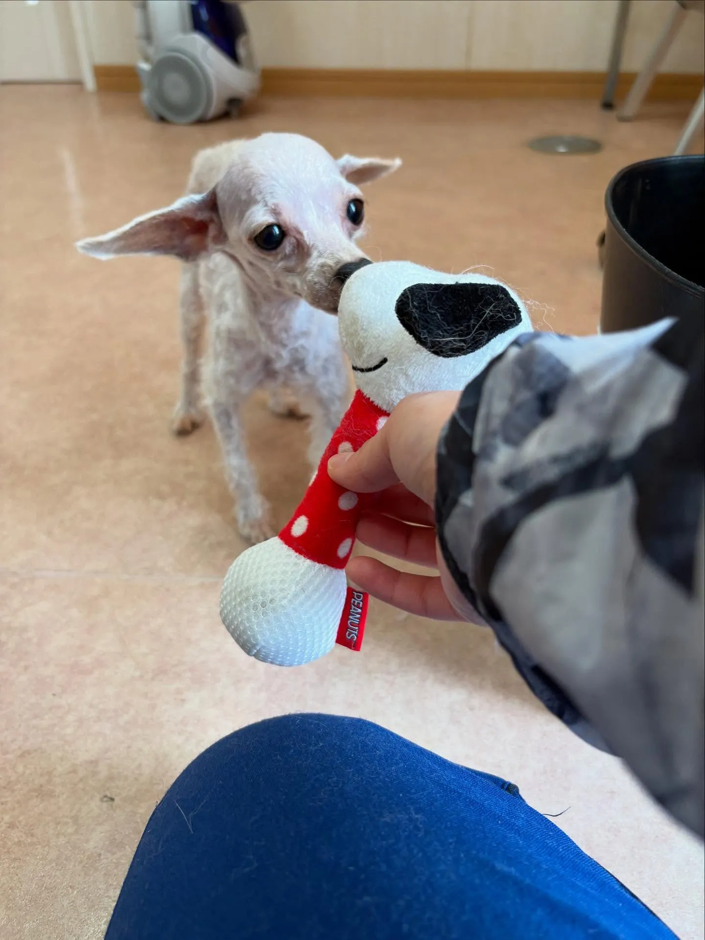 犬のトリミング✂️