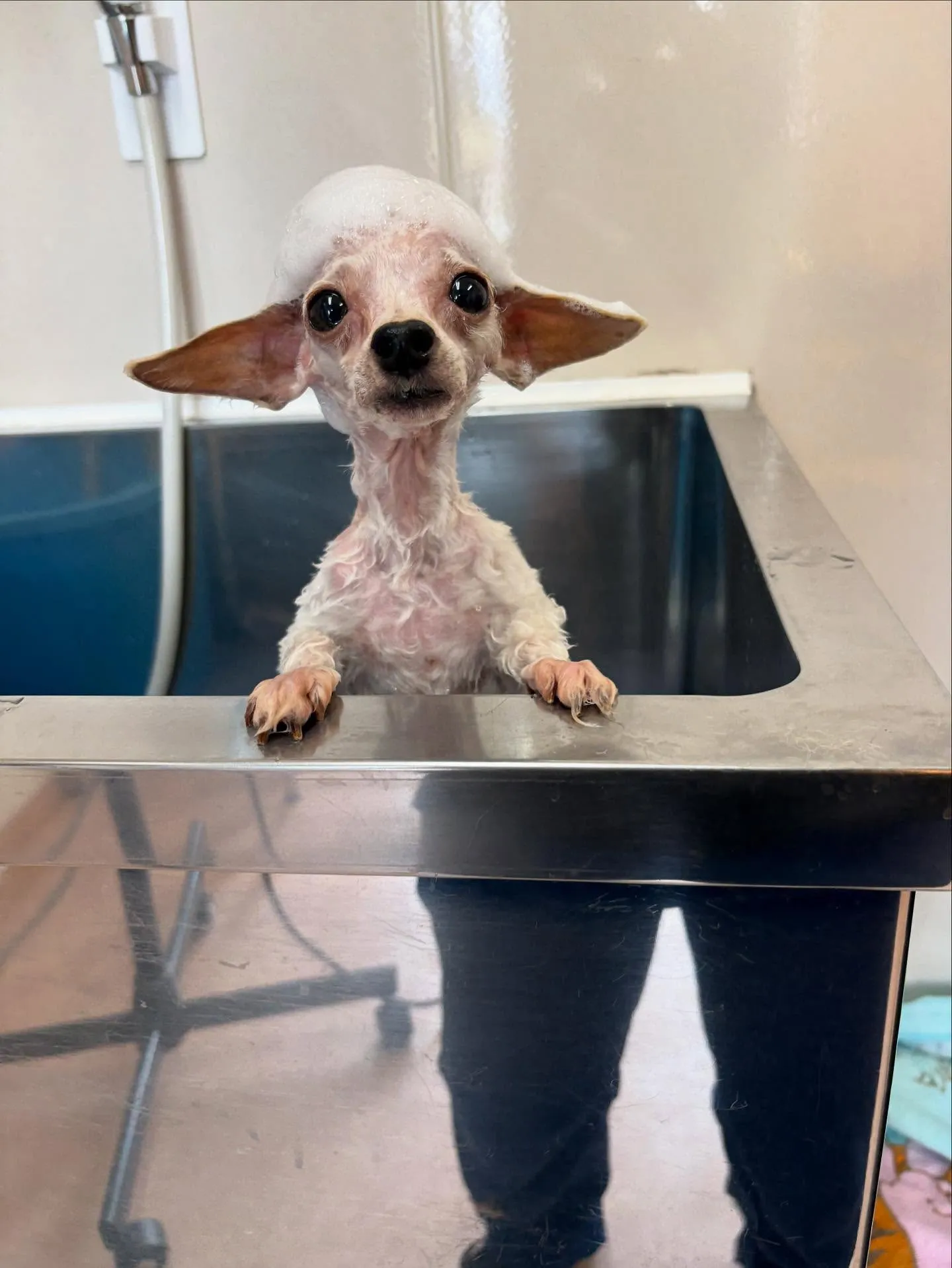 犬のトリミング✂️