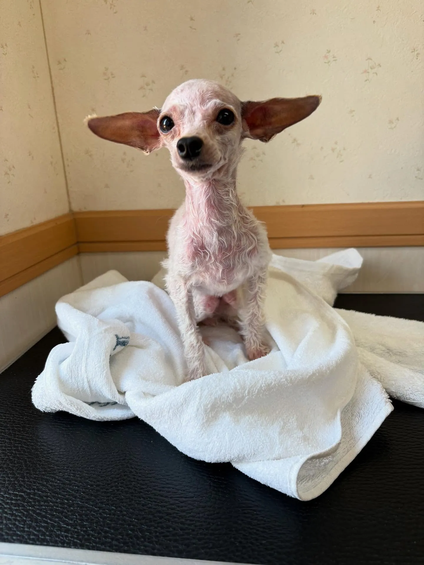 犬のトリミング✂️