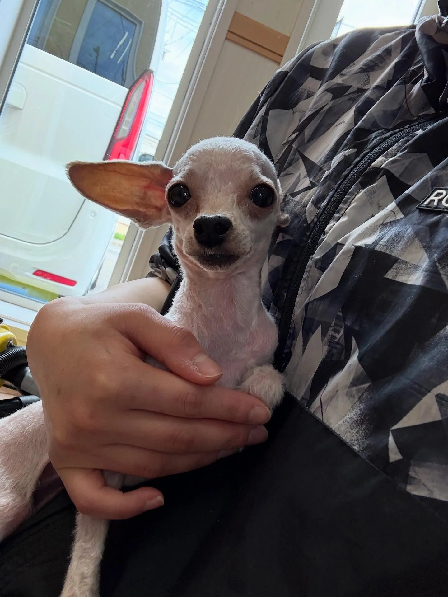 犬のトリミング✂️
