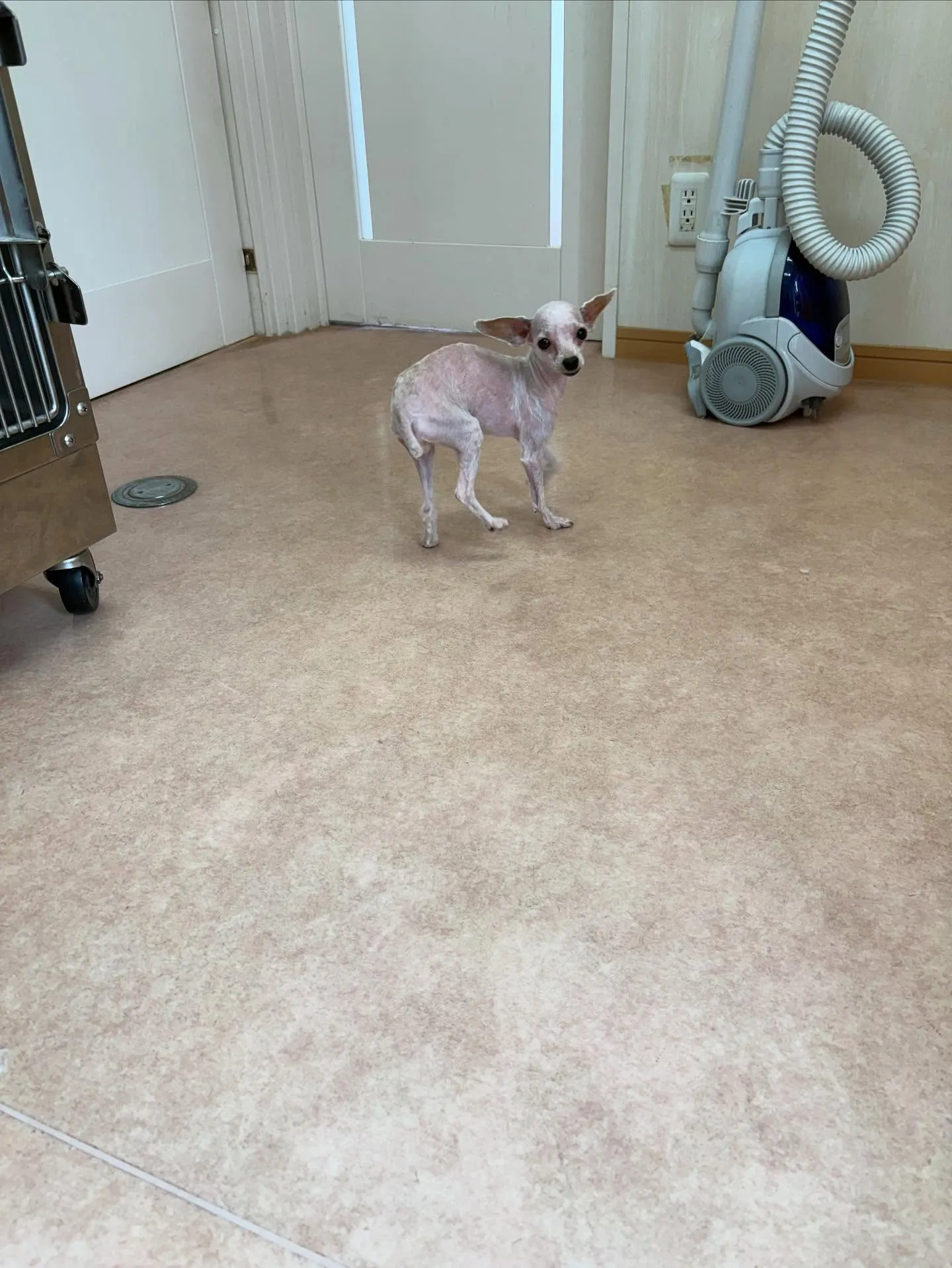 犬のトリミング✂️