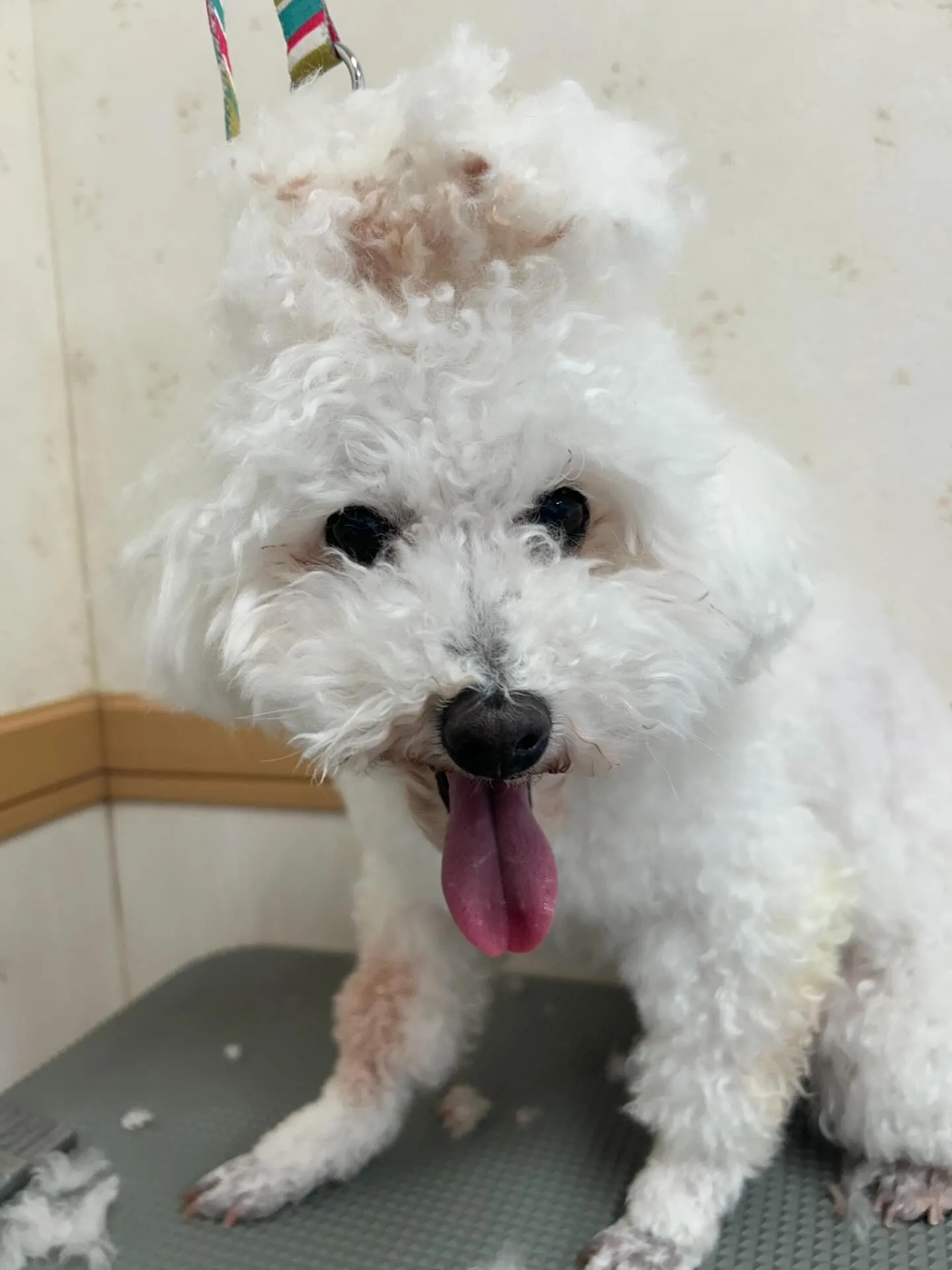 犬のトリミング✂️