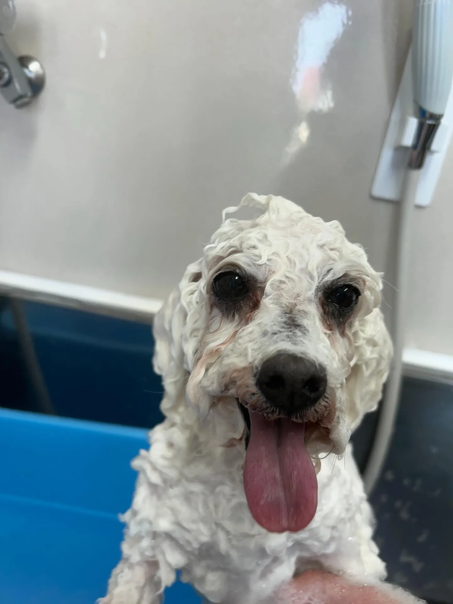 犬のトリミング✂️
