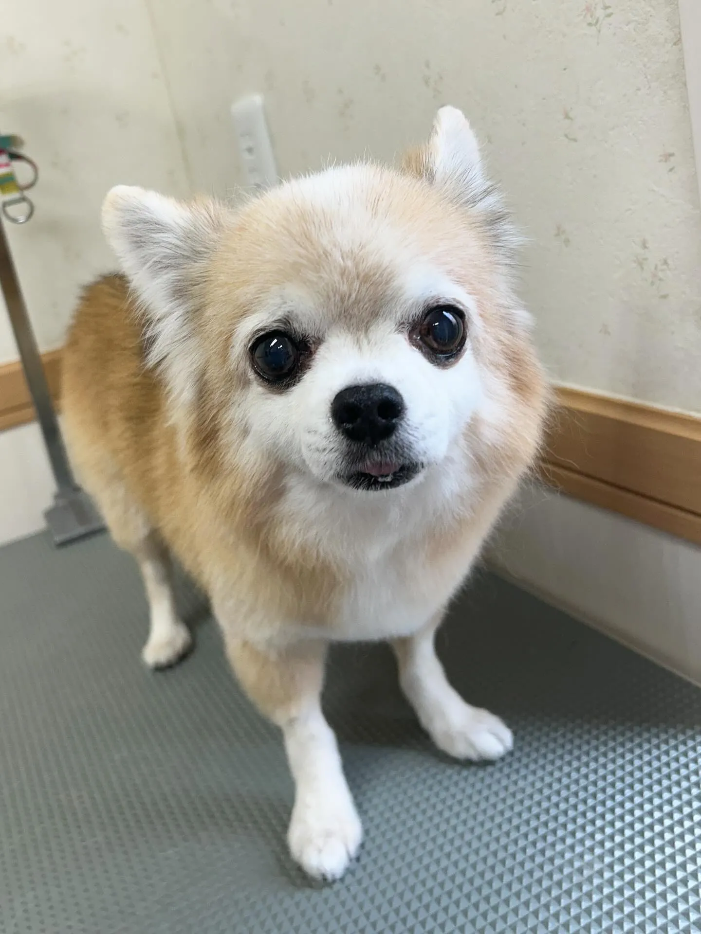 犬のトリミング✂️