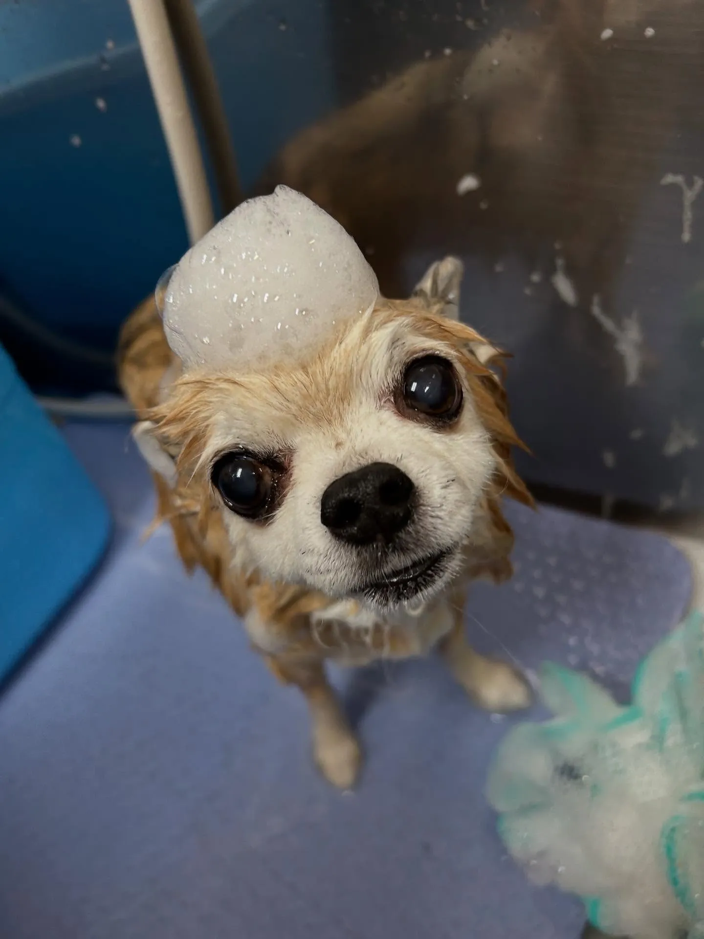犬のトリミング✂️
