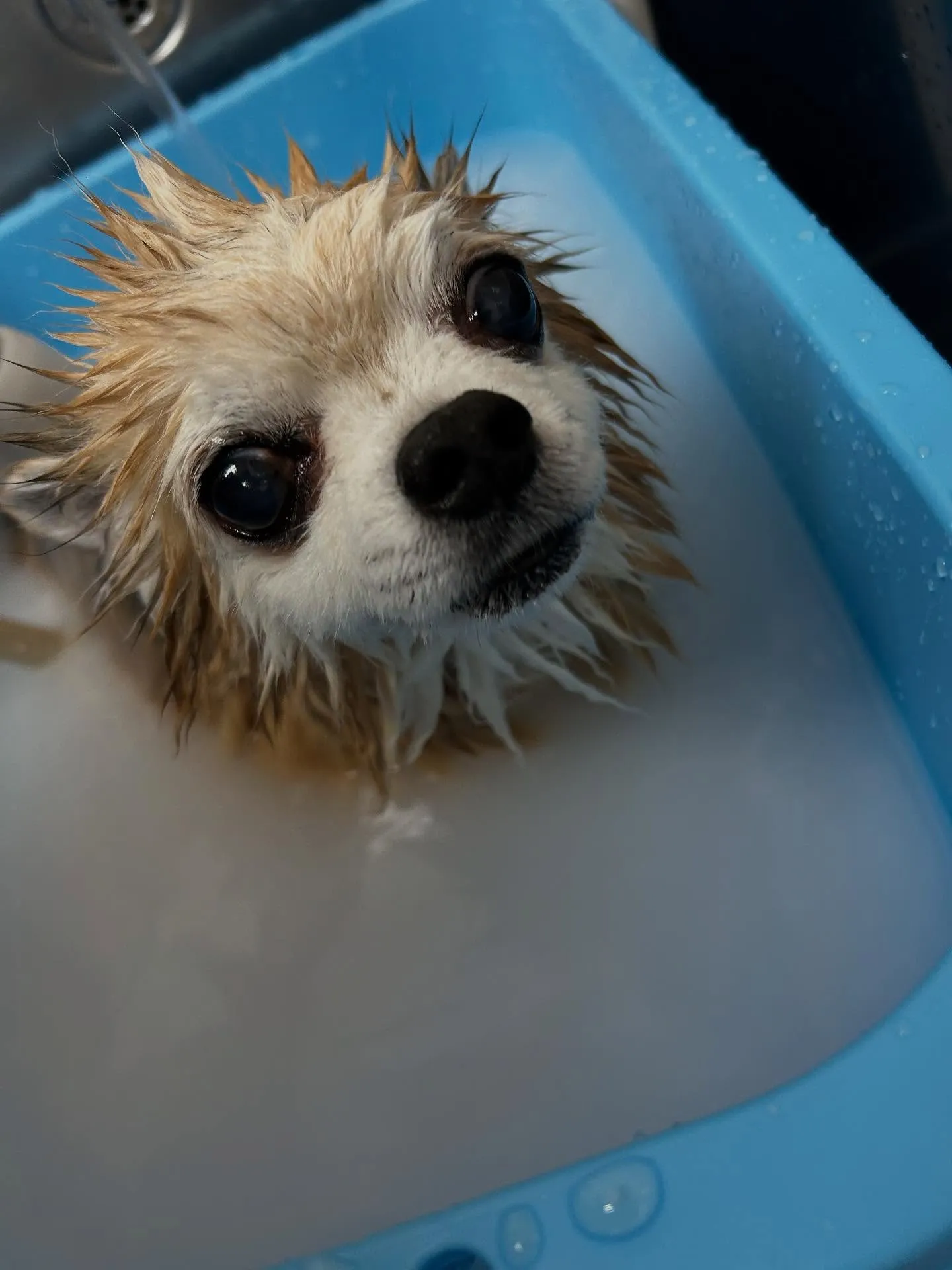犬のトリミング✂️