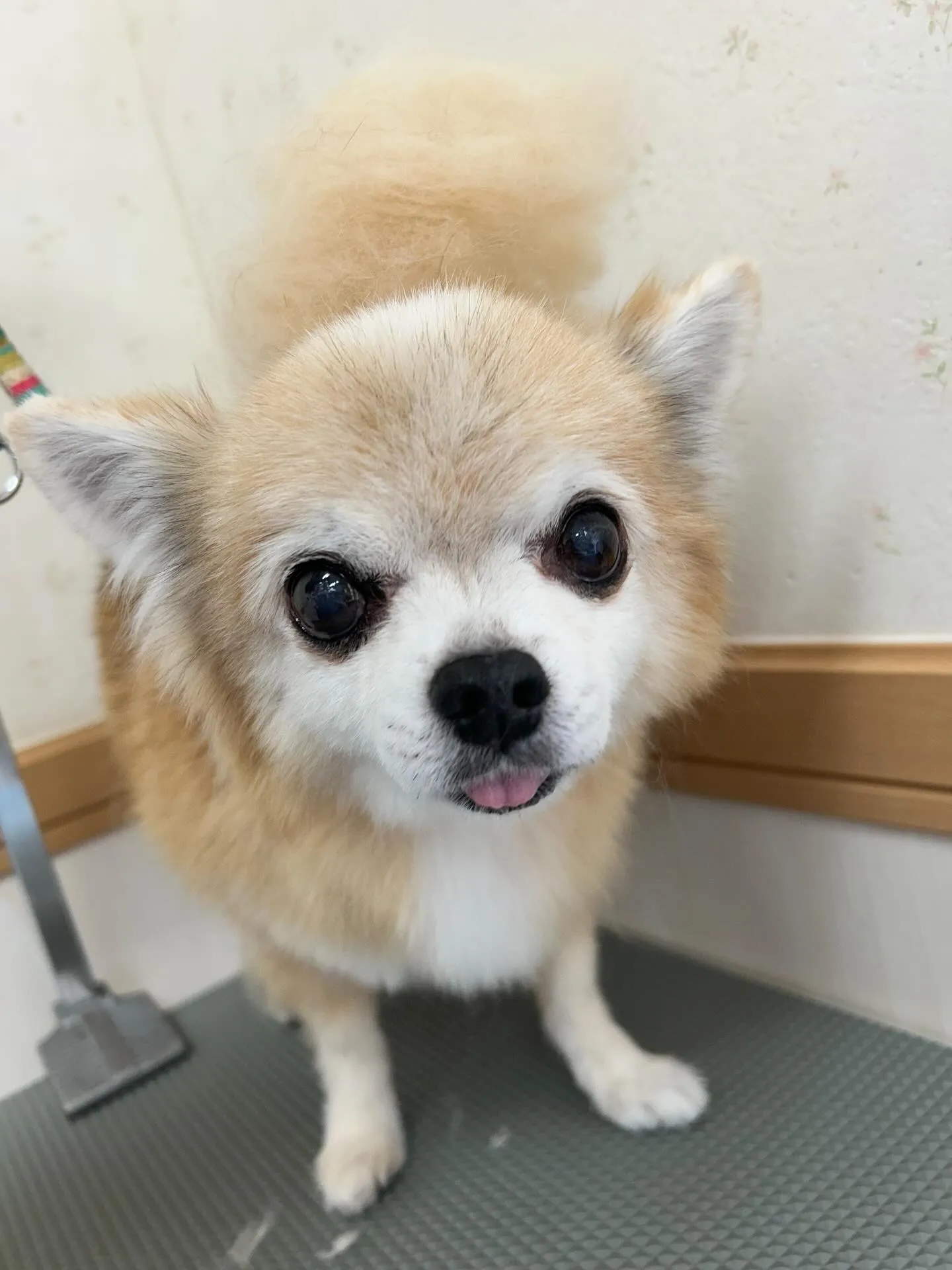 犬のトリミング✂️