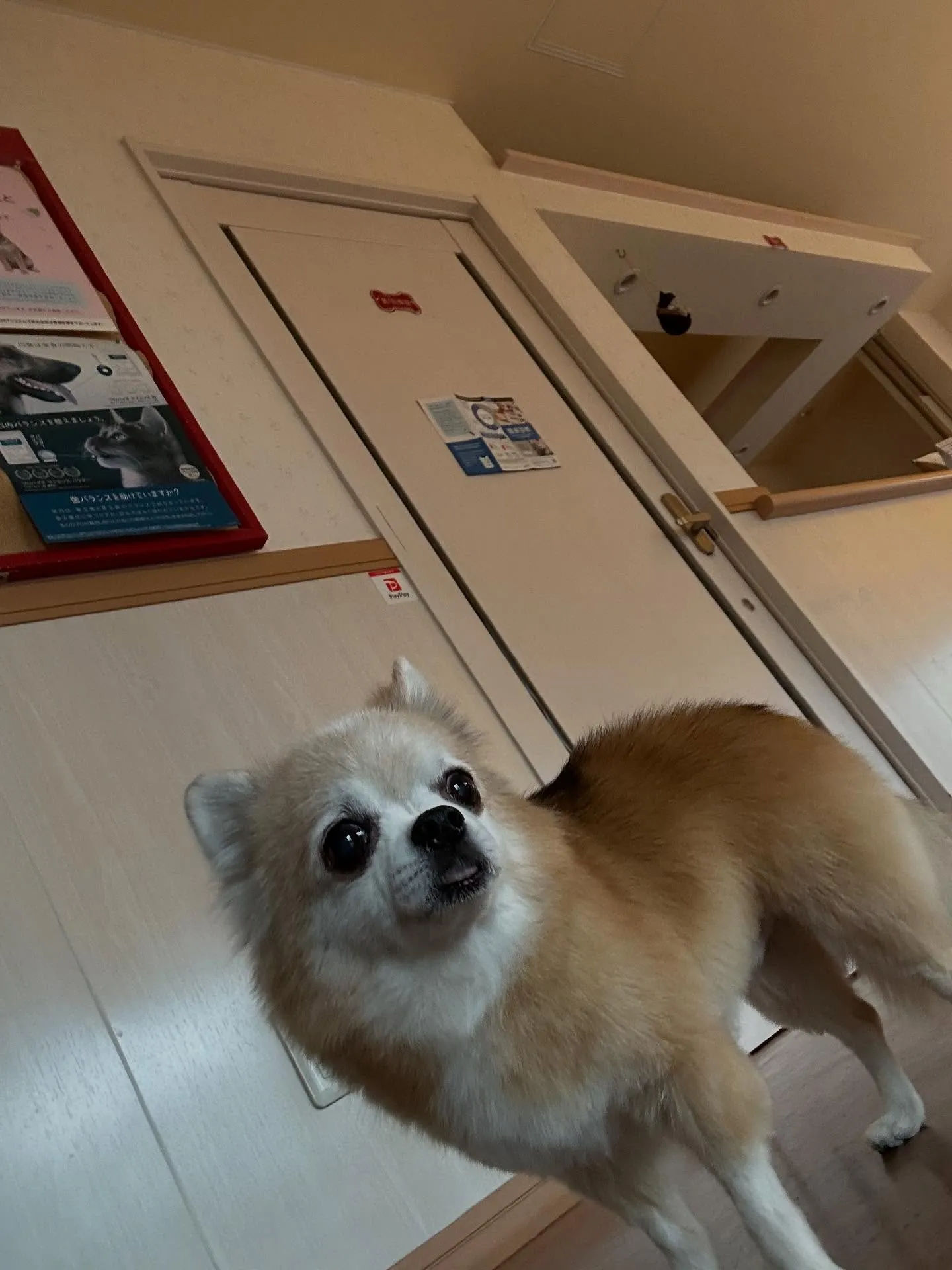 犬のトリミング✂️