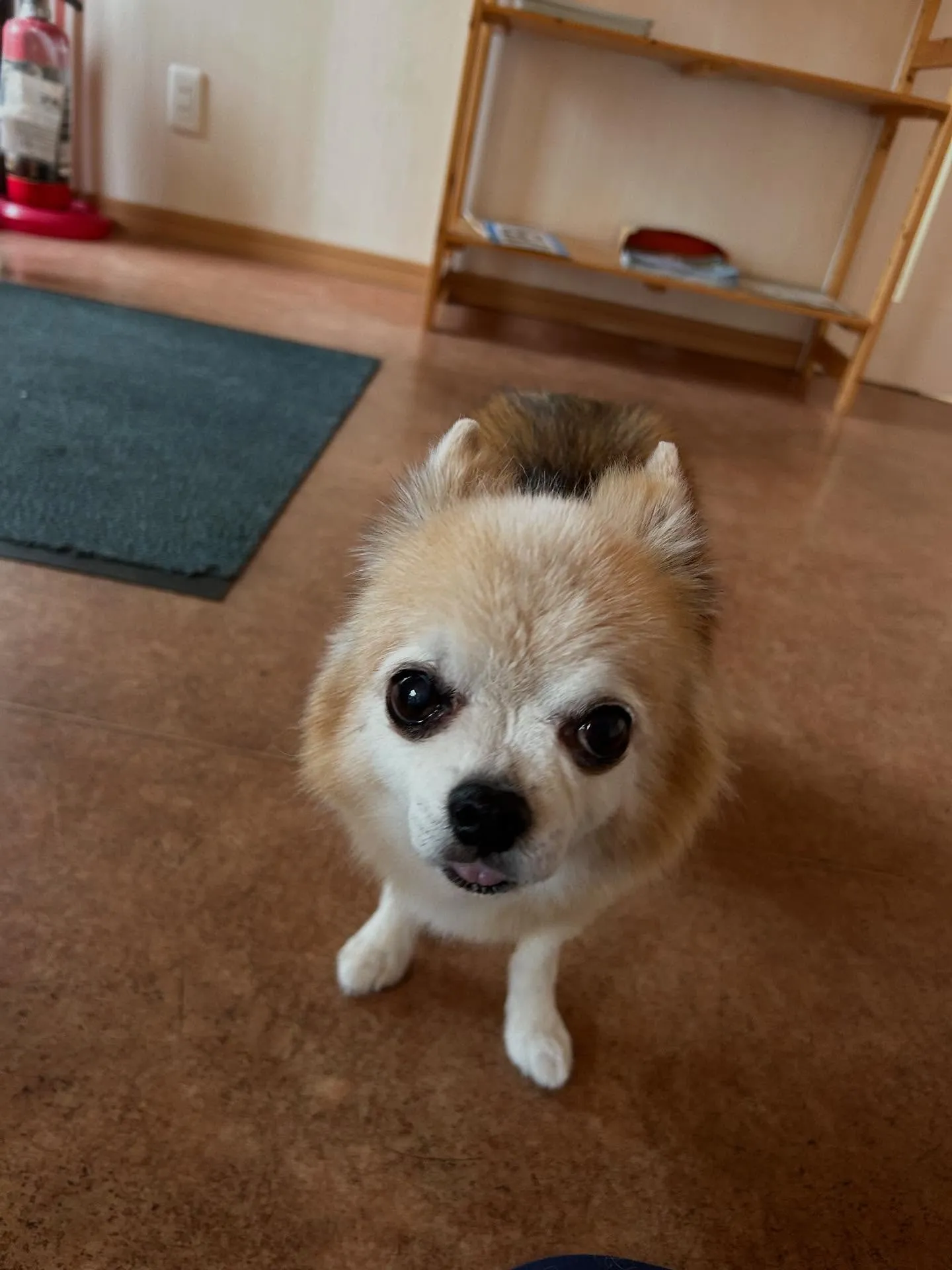 犬のトリミング✂️