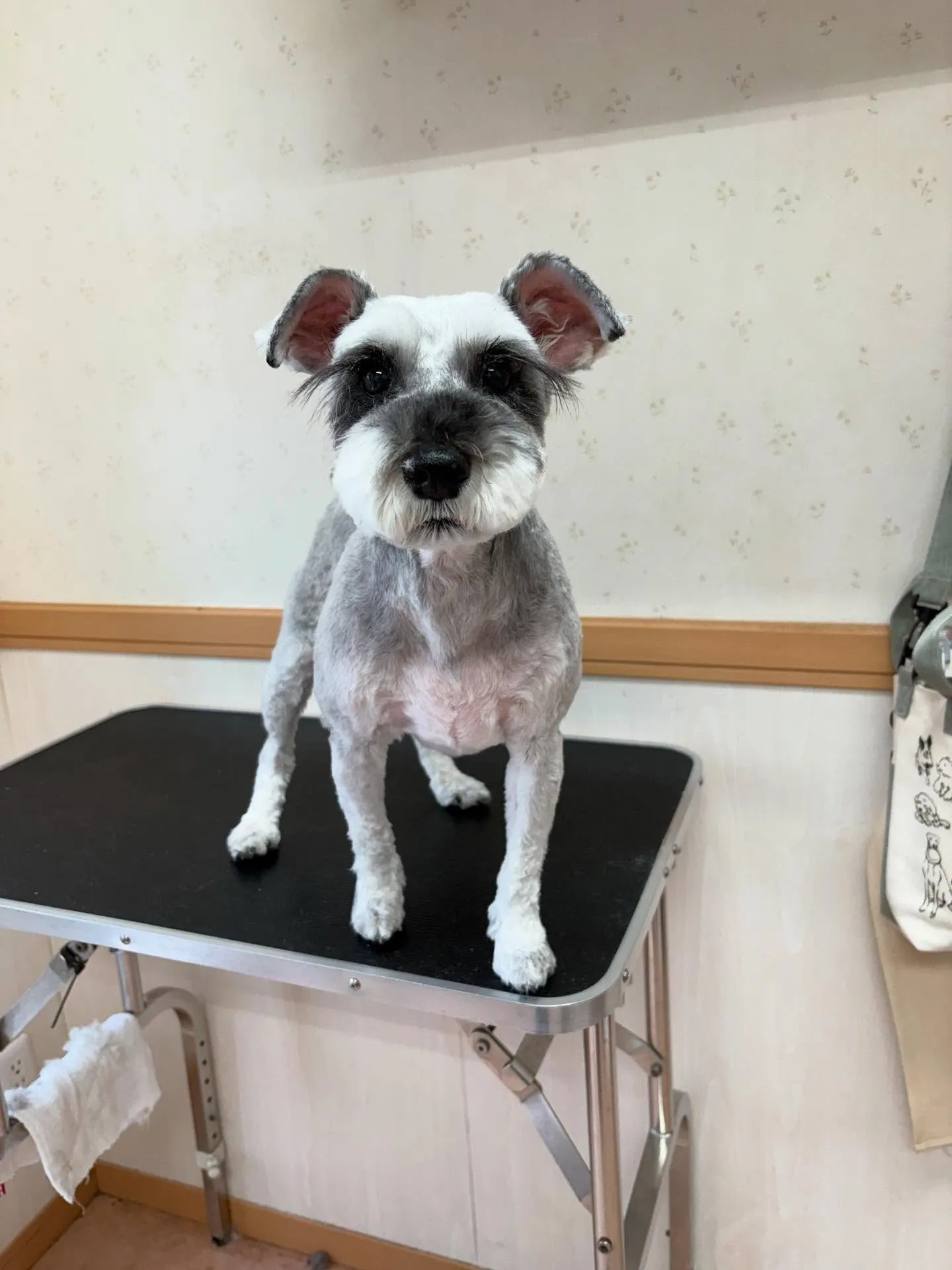 犬のトリミング✂️