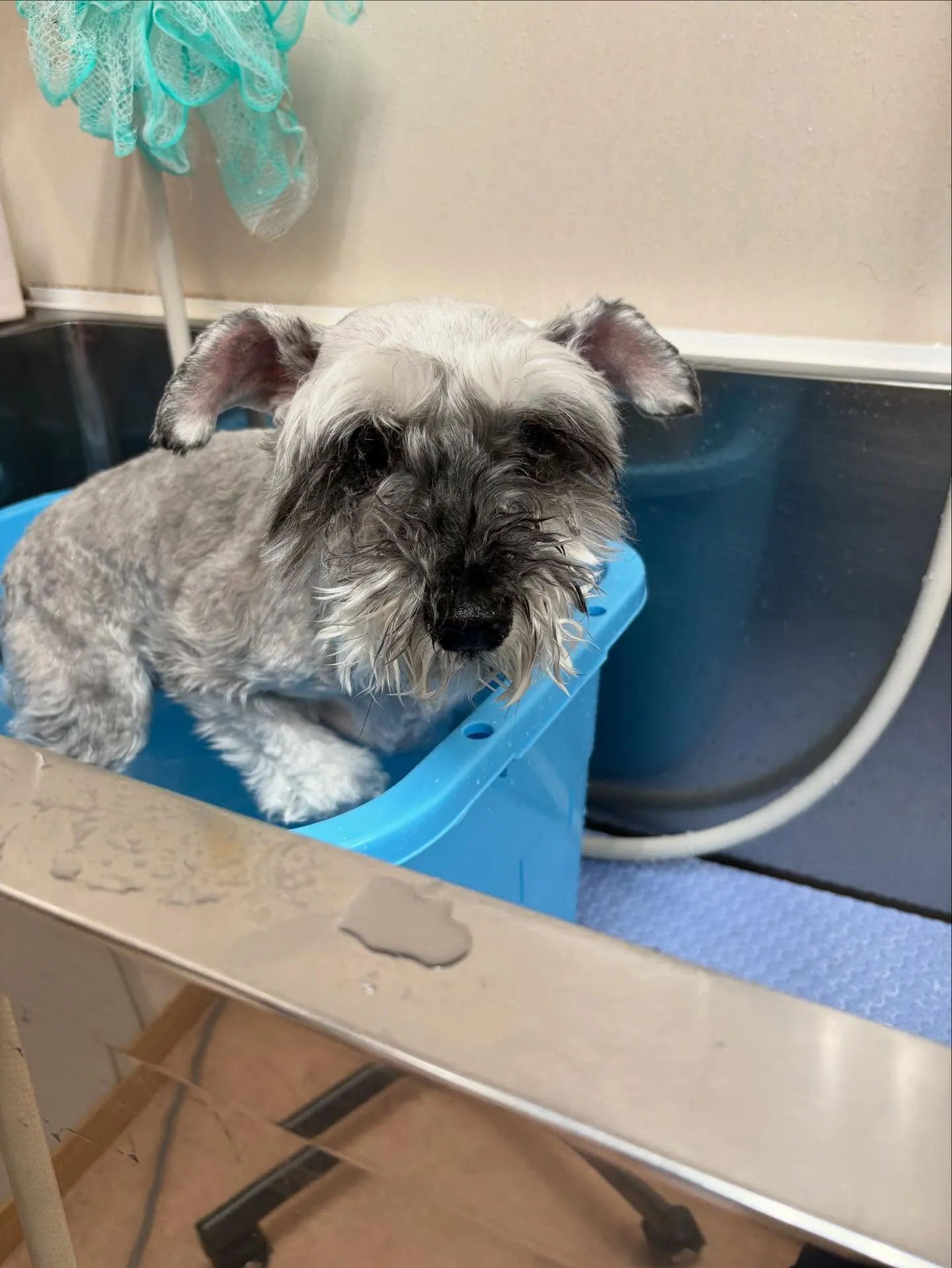 犬のトリミング✂️