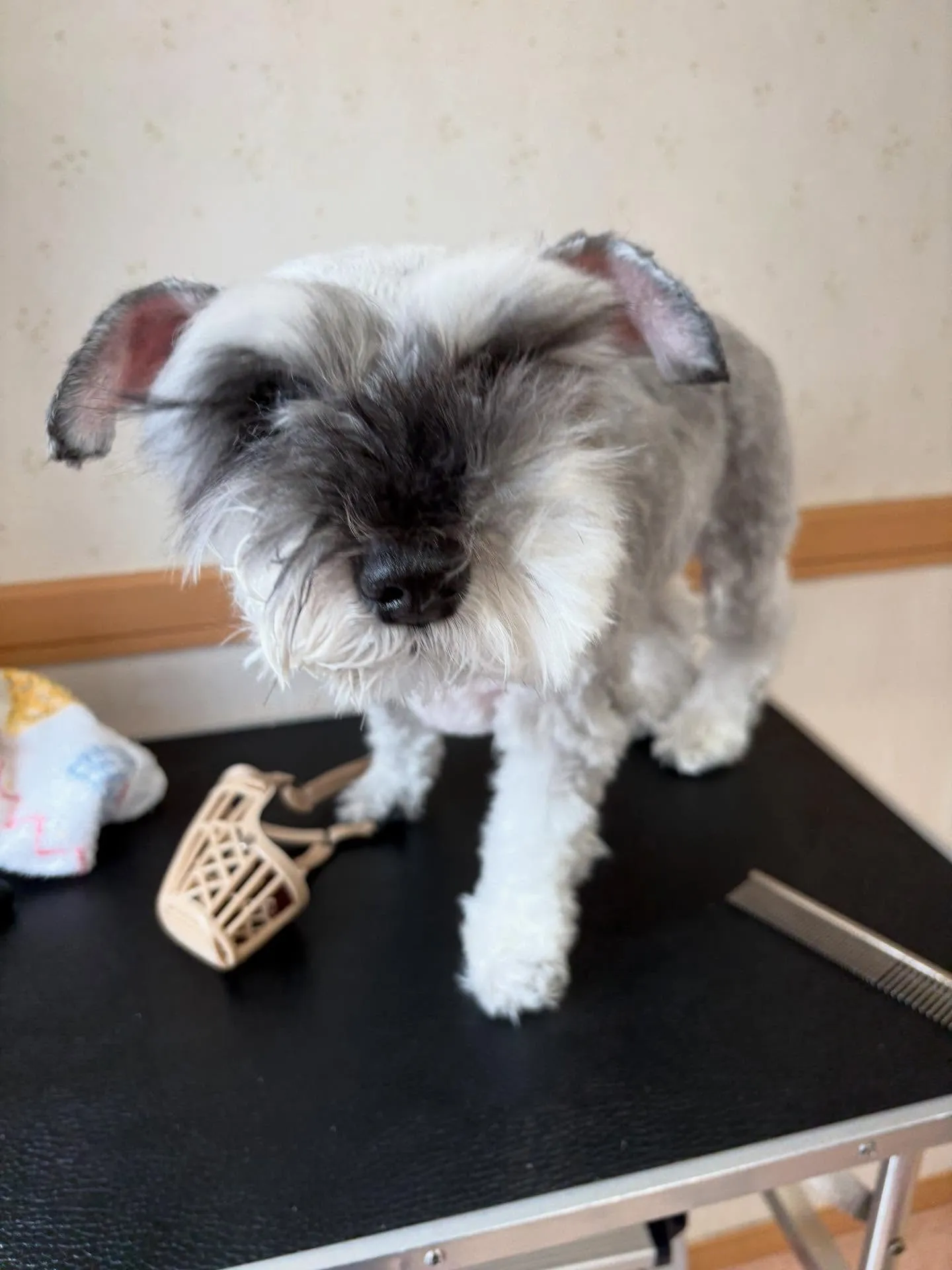 犬のトリミング✂️