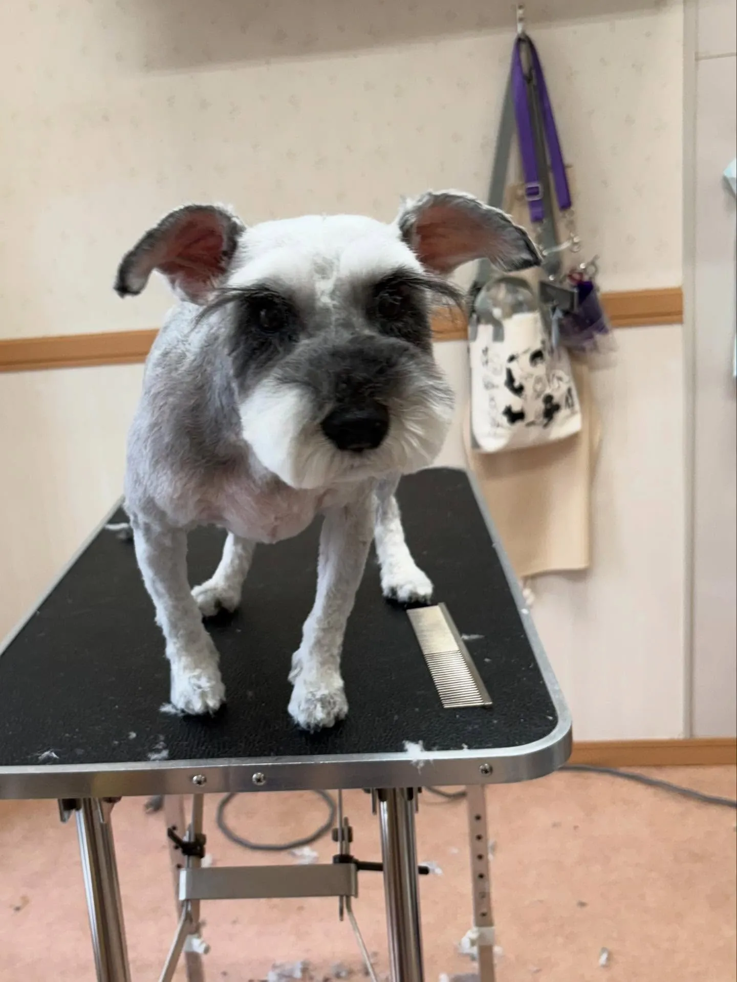 犬のトリミング✂️