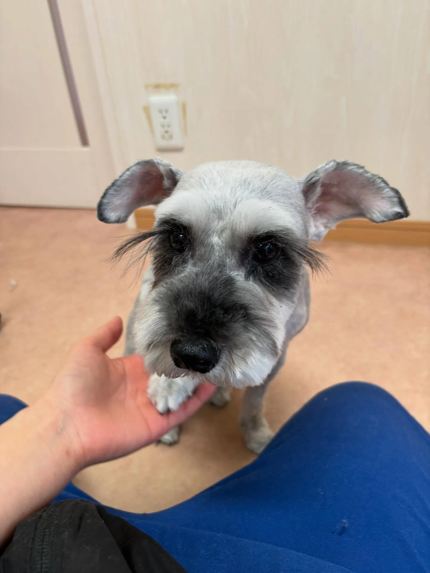 犬のトリミング✂️