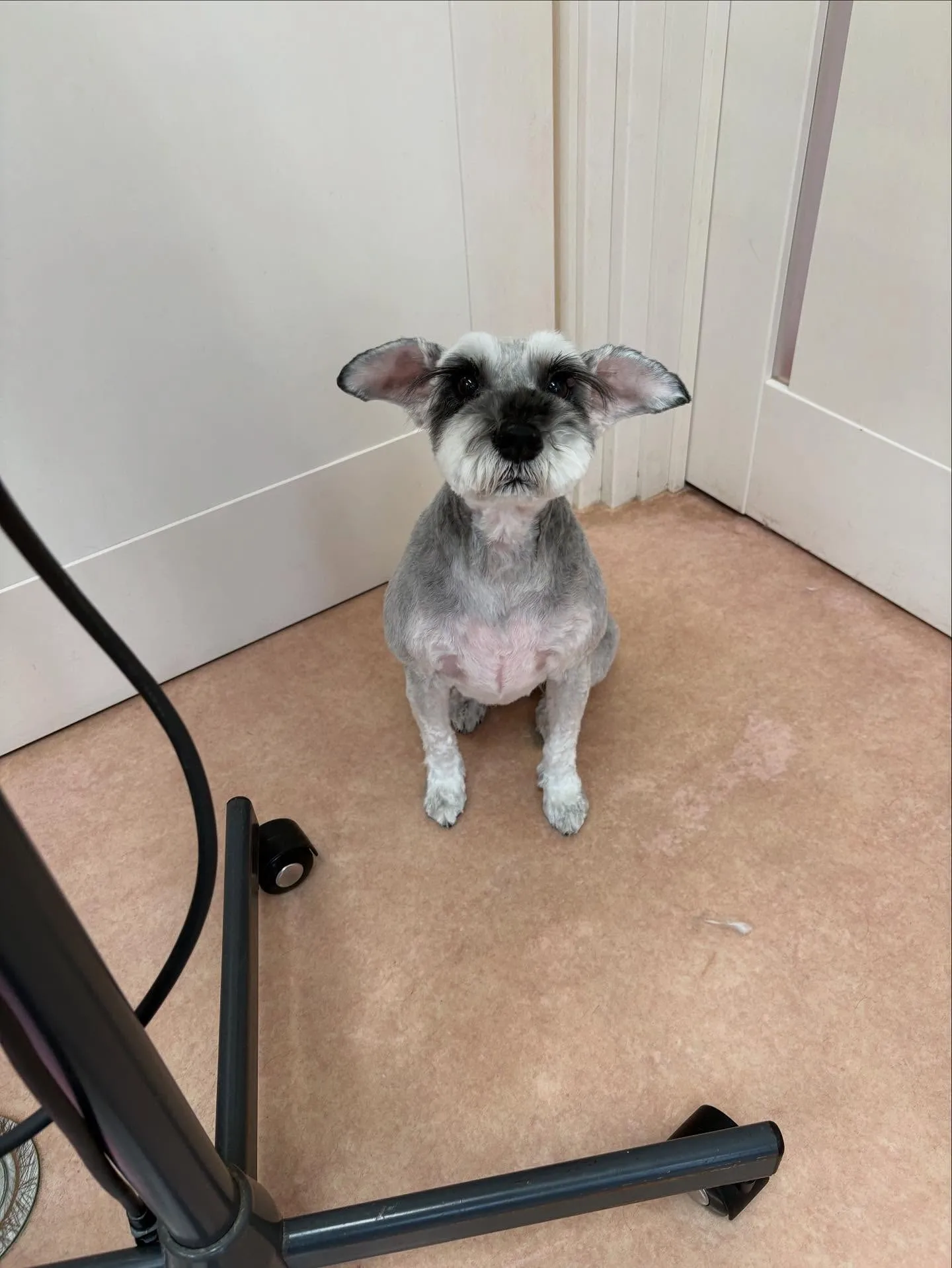 犬のトリミング✂️