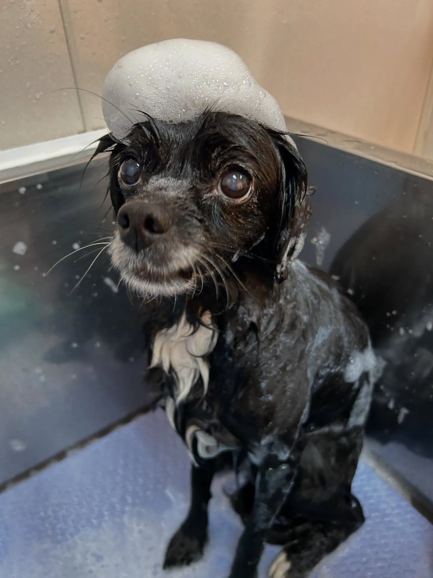犬のシャンプー🫧