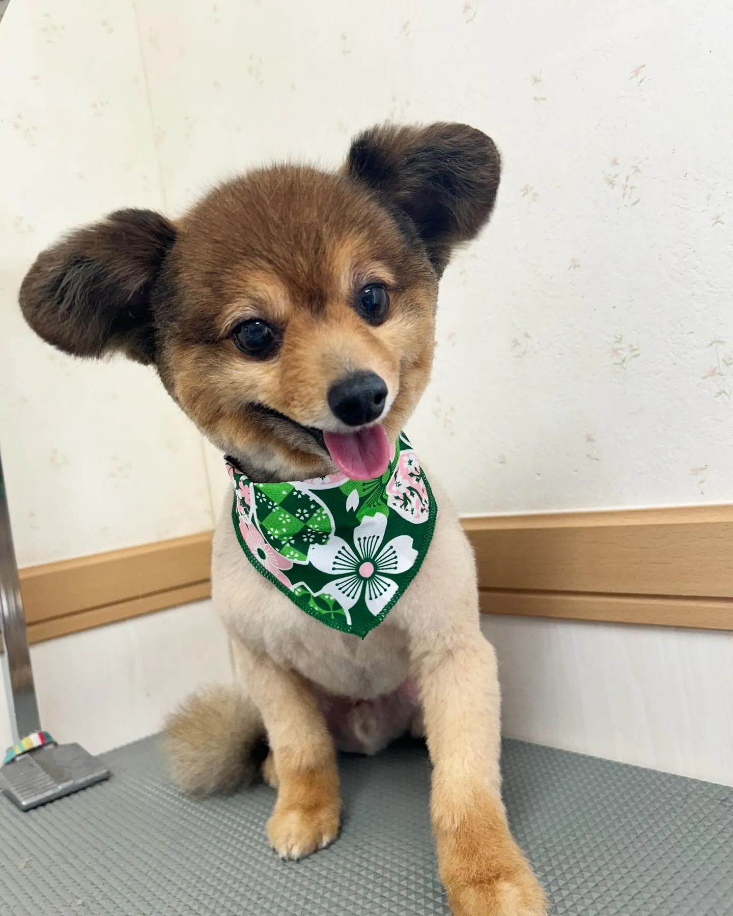 犬のトリミング✂️