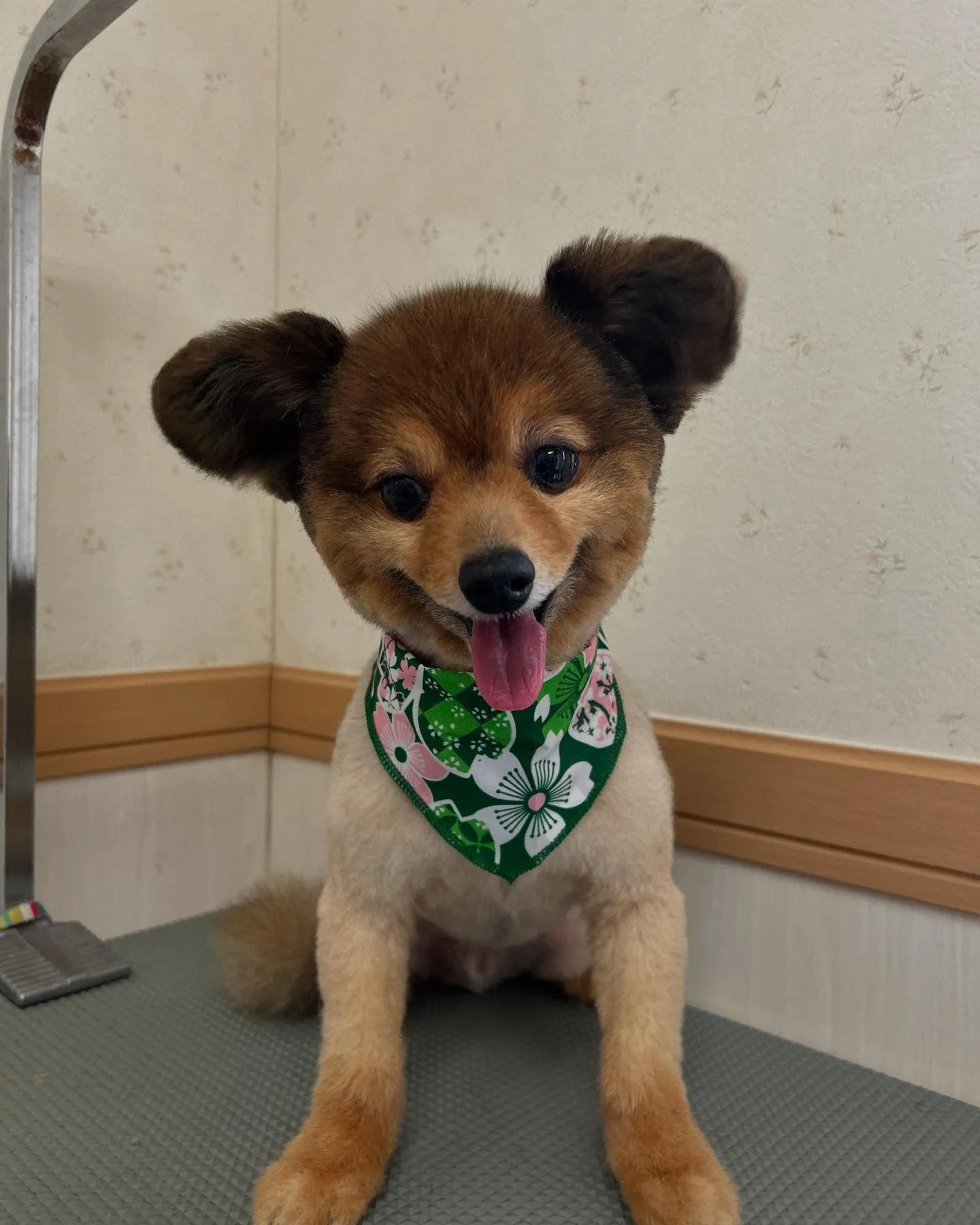 犬のトリミング✂️