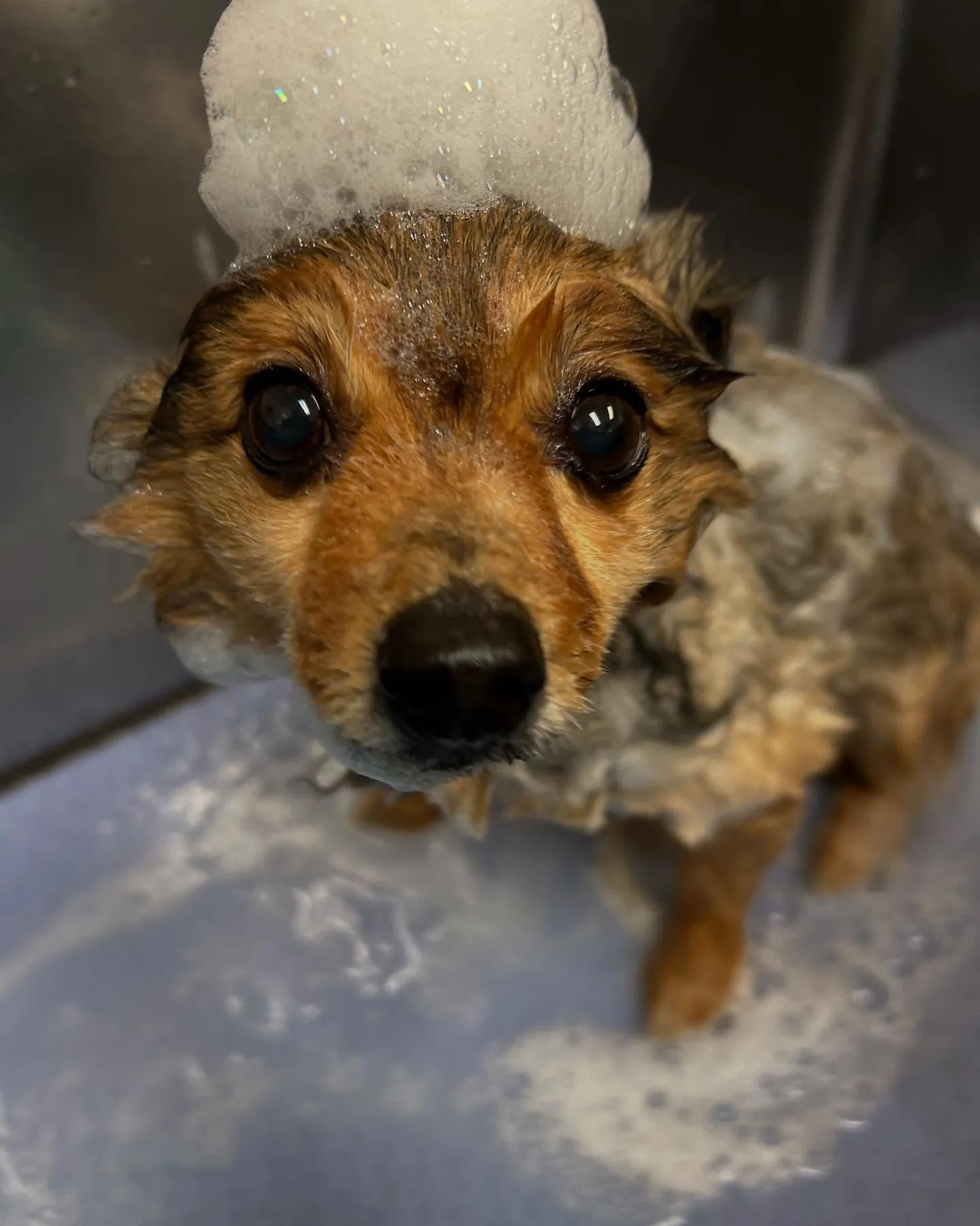 犬のトリミング✂️