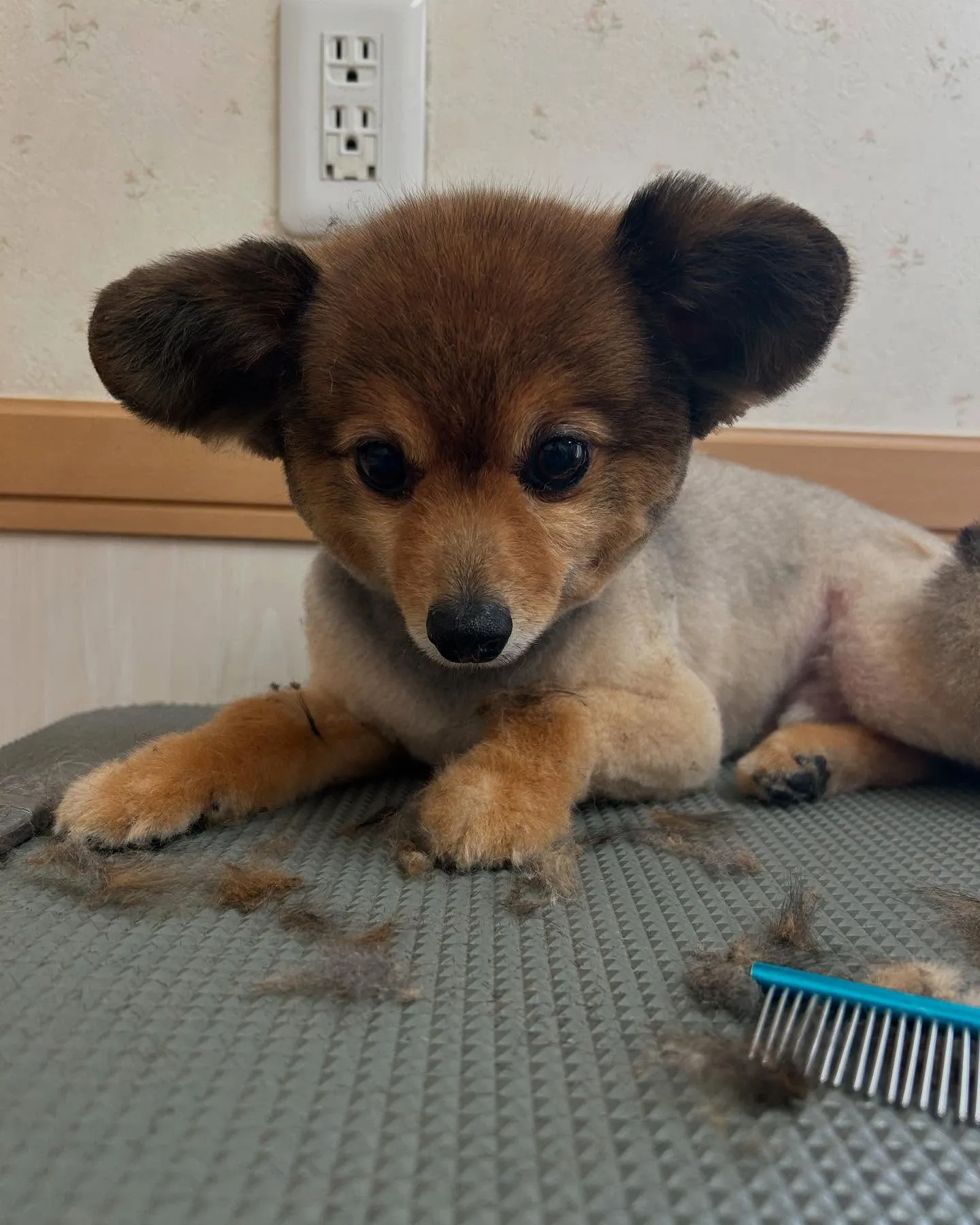 犬のトリミング✂️