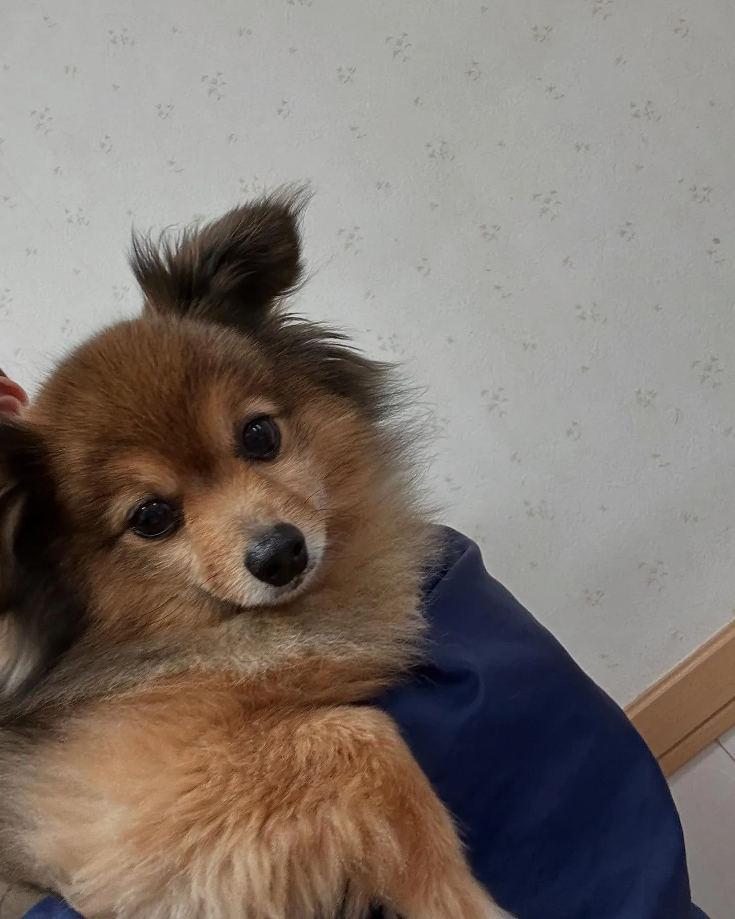 犬のトリミング✂️