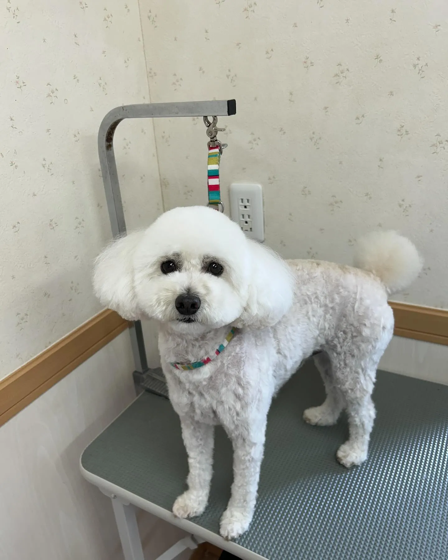 犬のトリミング✂️