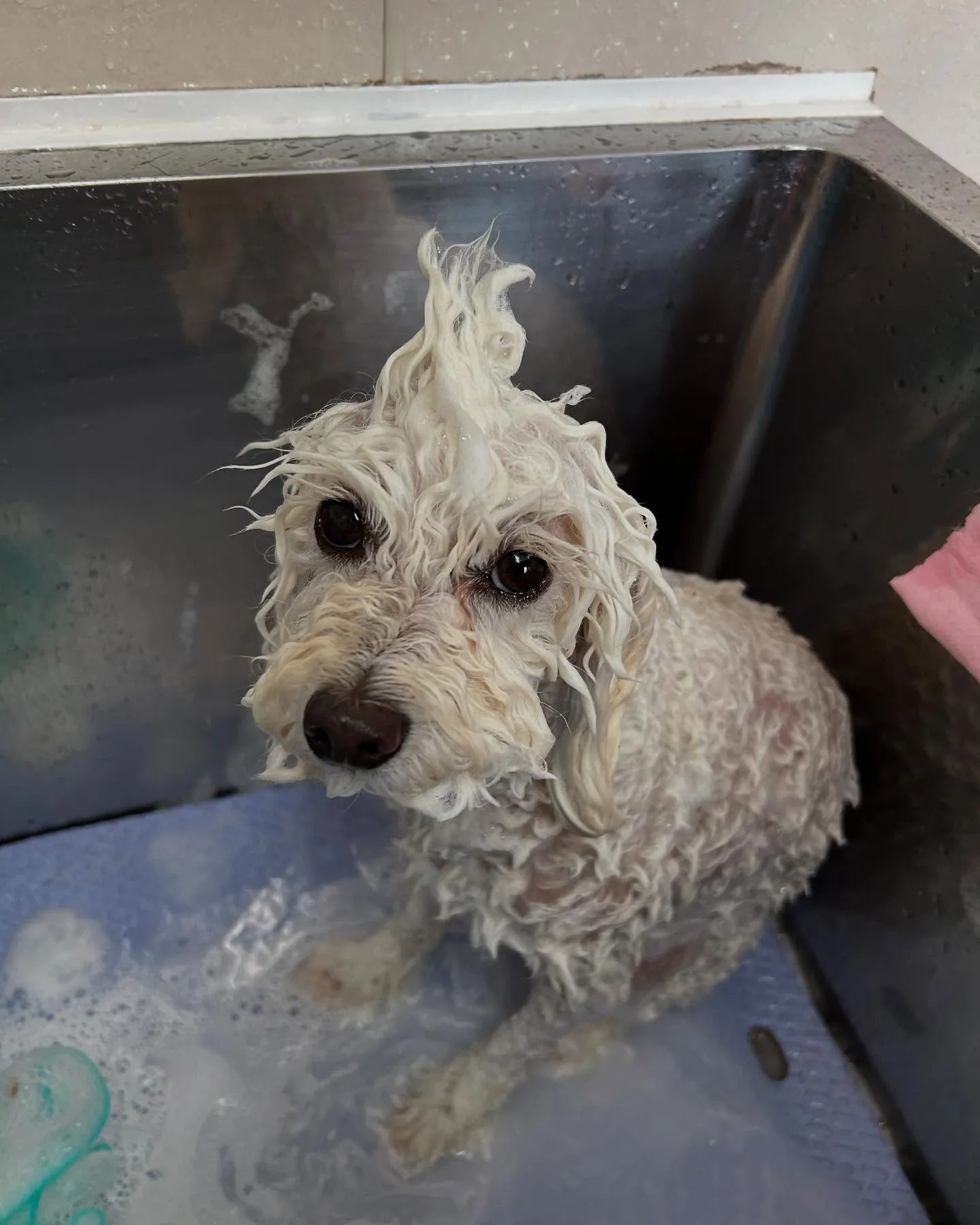 犬のトリミング✂️