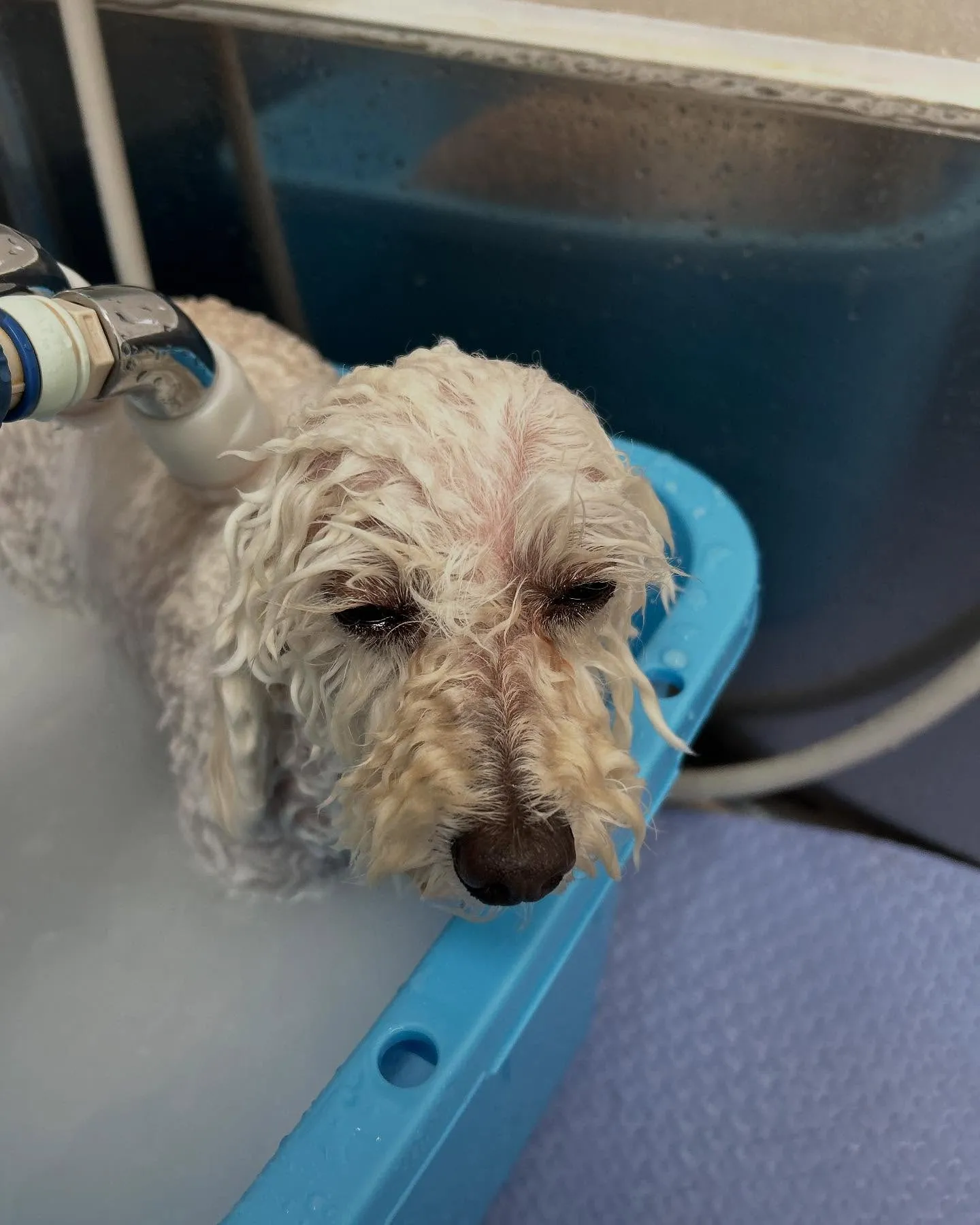 犬のトリミング✂️