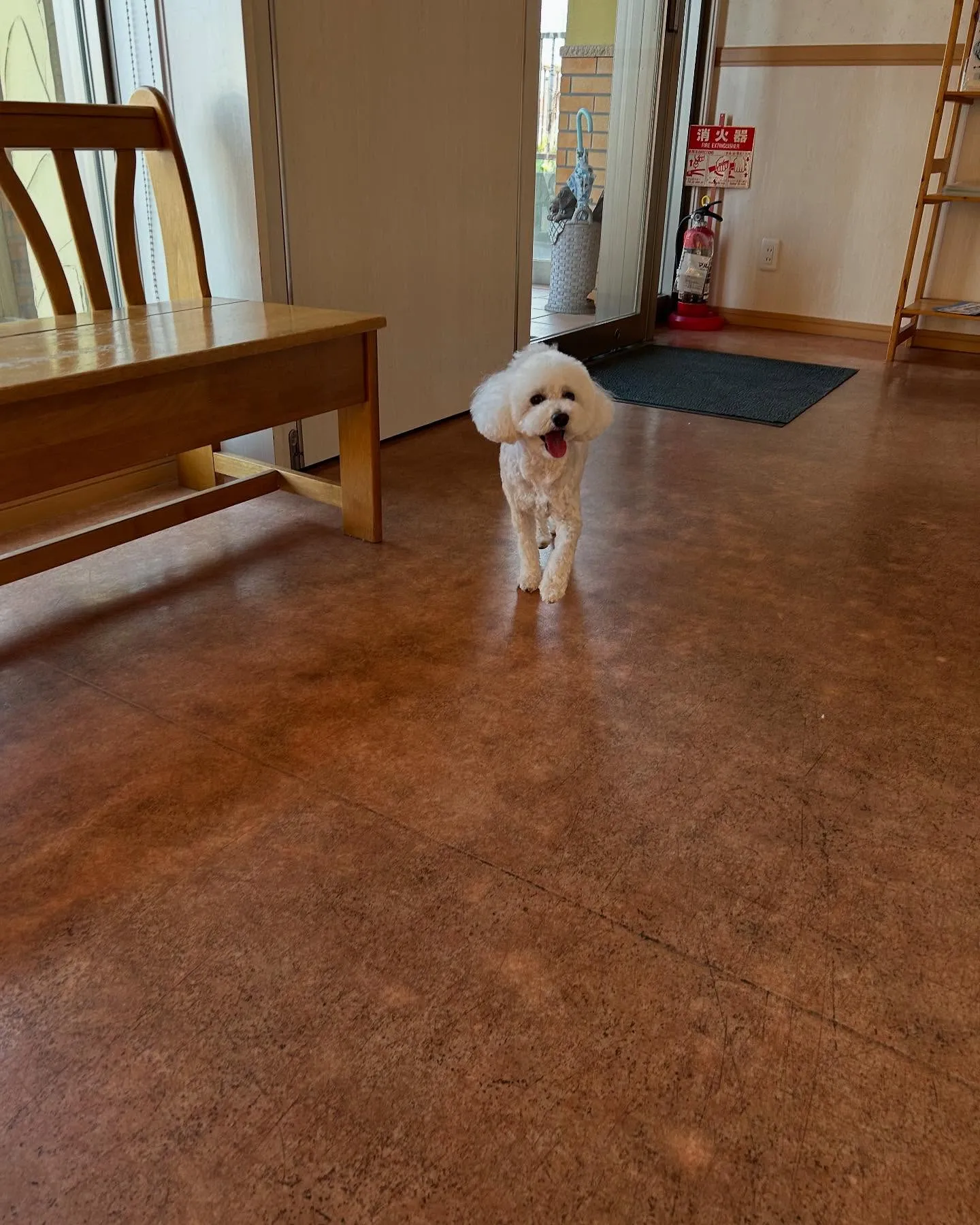 犬のトリミング✂️