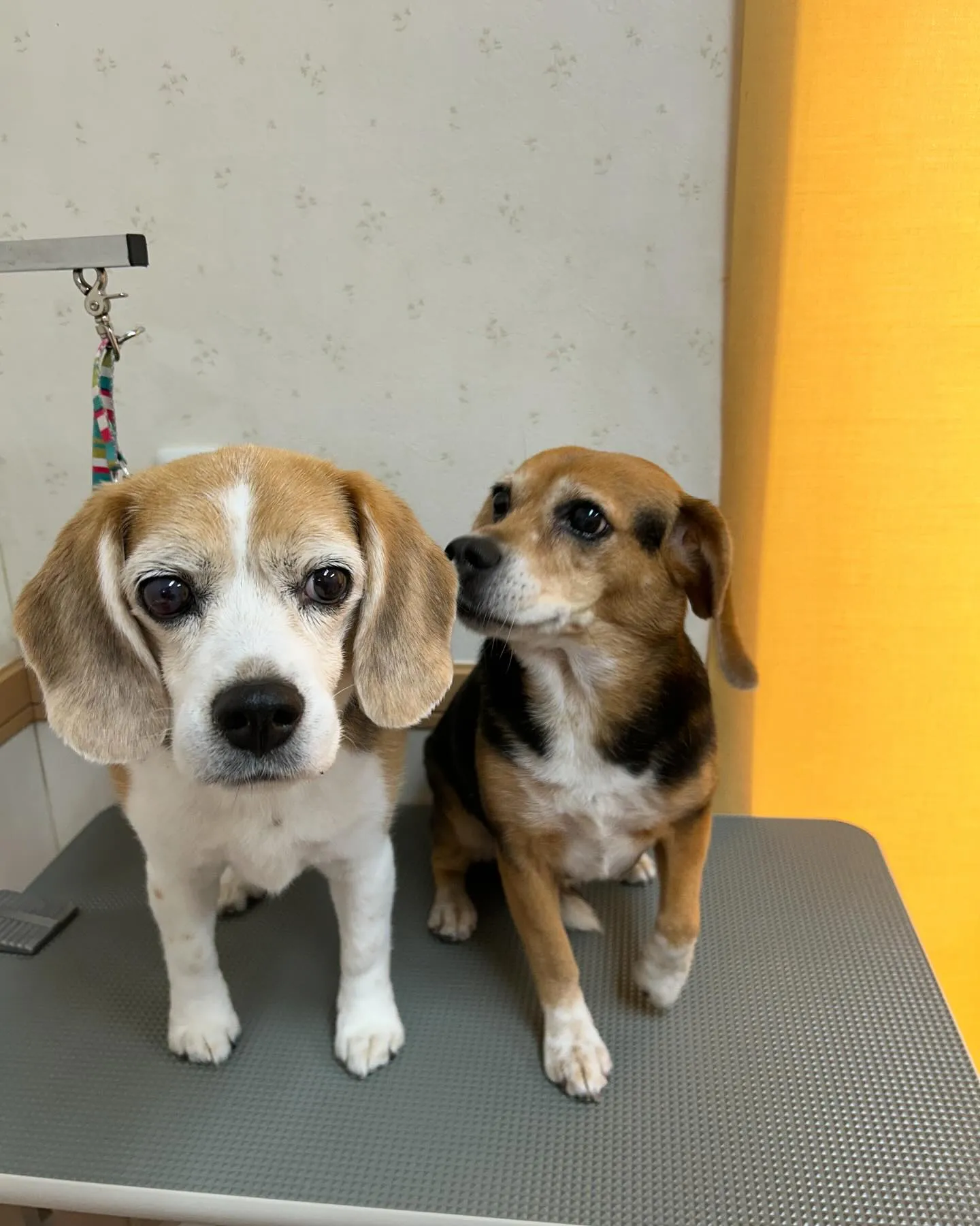 犬のシャンプー🫧