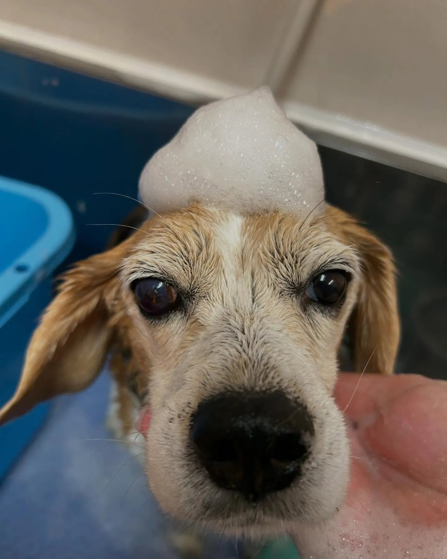 犬のシャンプー🫧