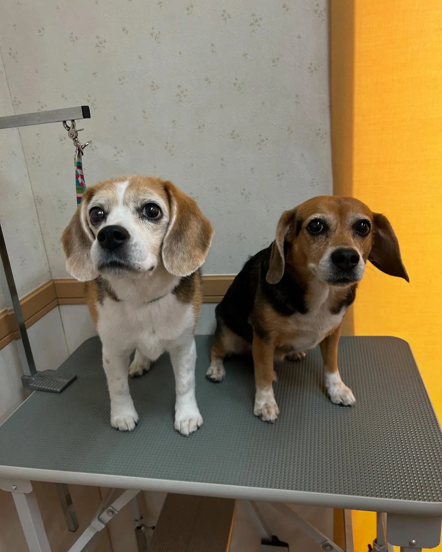 犬のシャンプー🫧