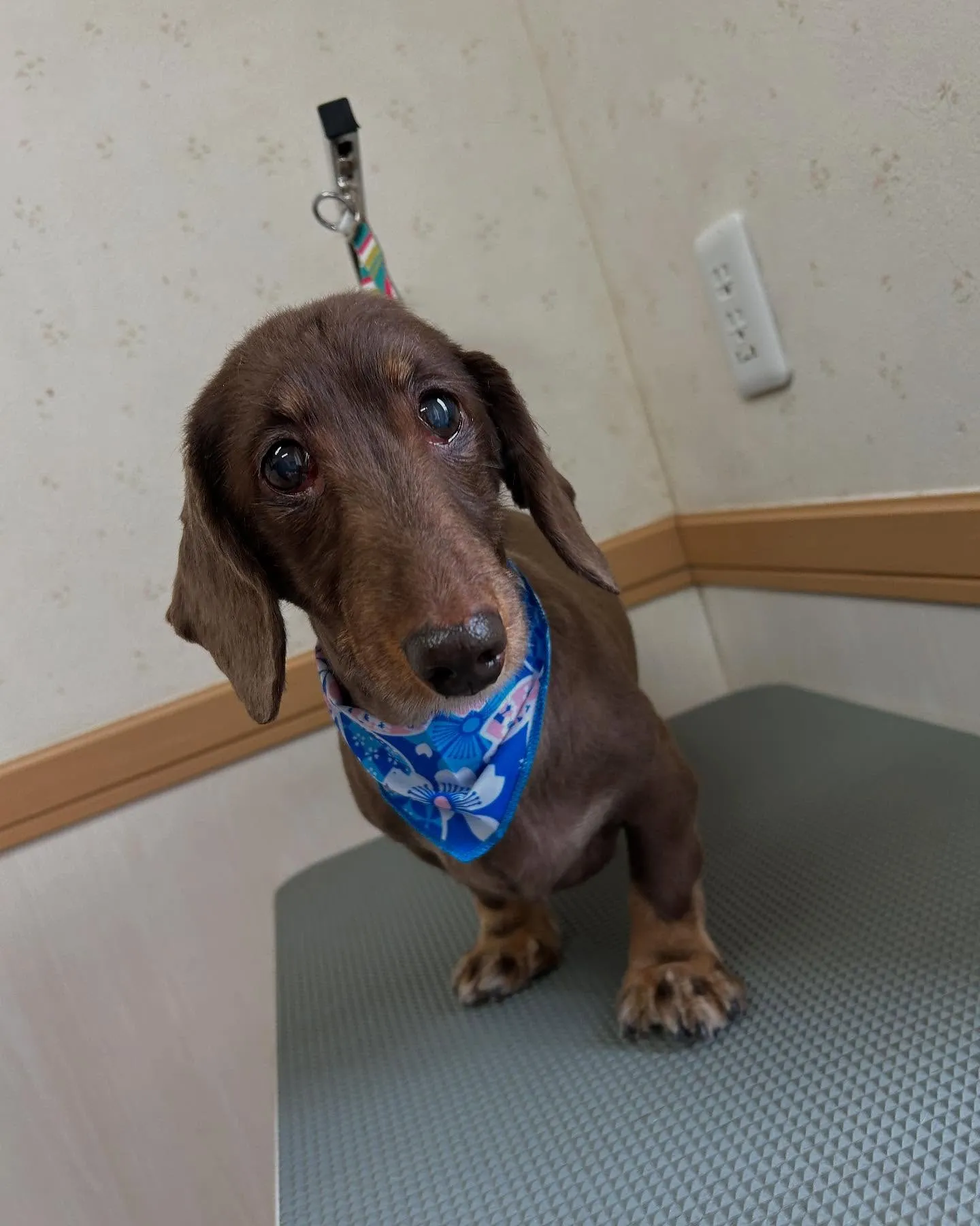 犬のトリミング✂️