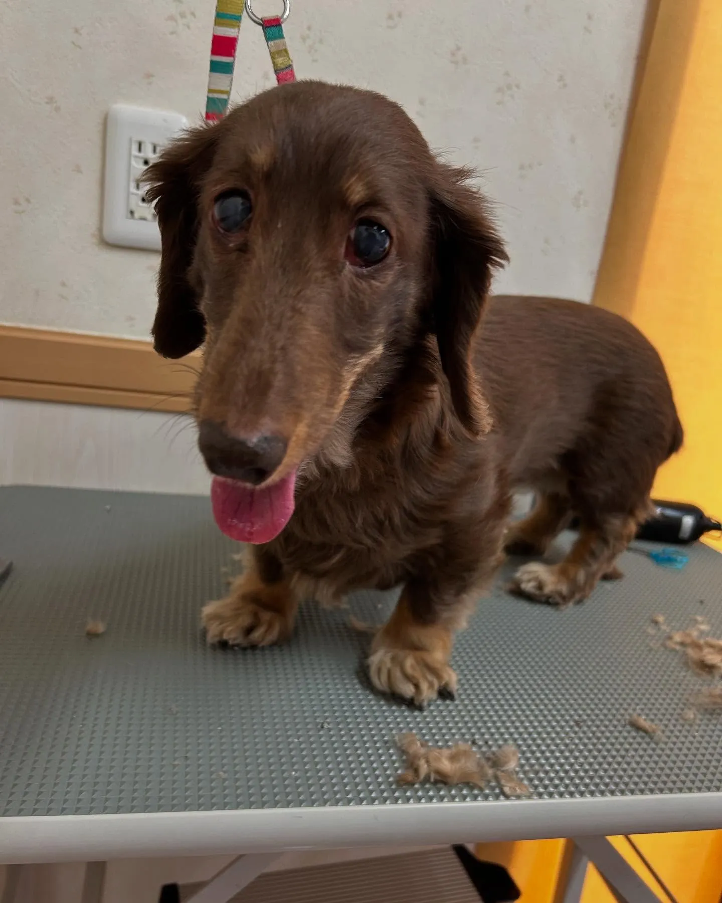 犬のトリミング✂️