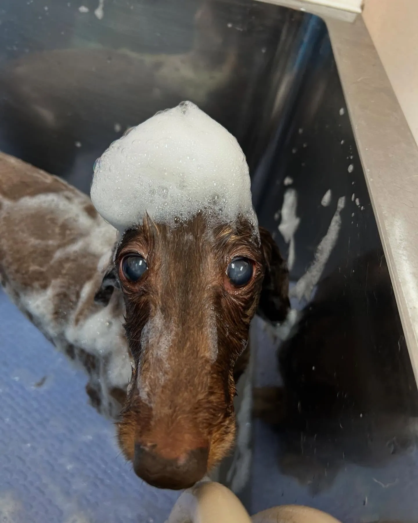 犬のトリミング✂️