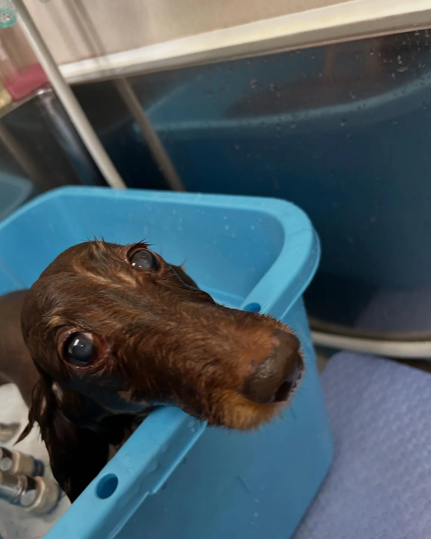 犬のトリミング✂️