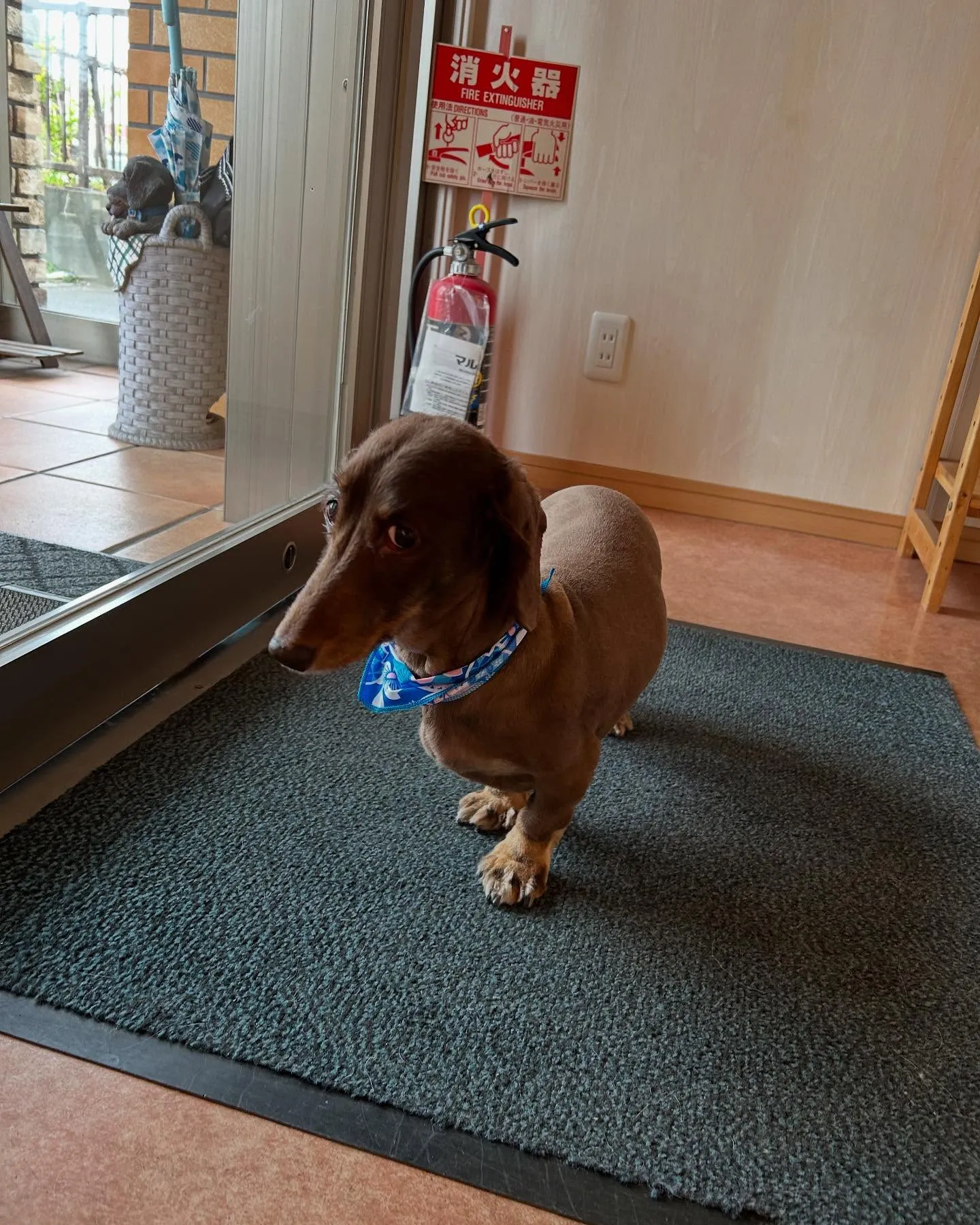 犬のトリミング✂️