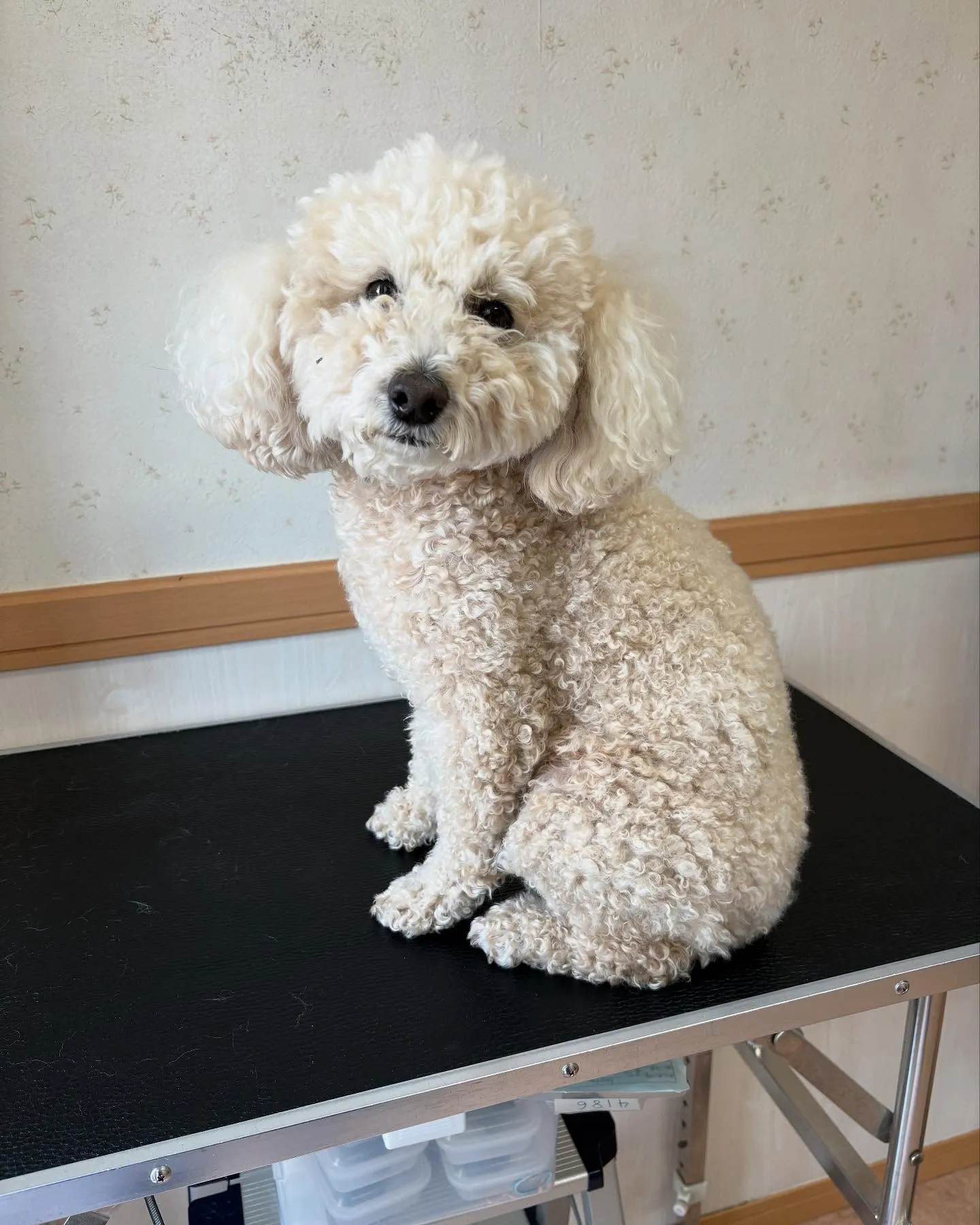 犬のシャンプー🫧