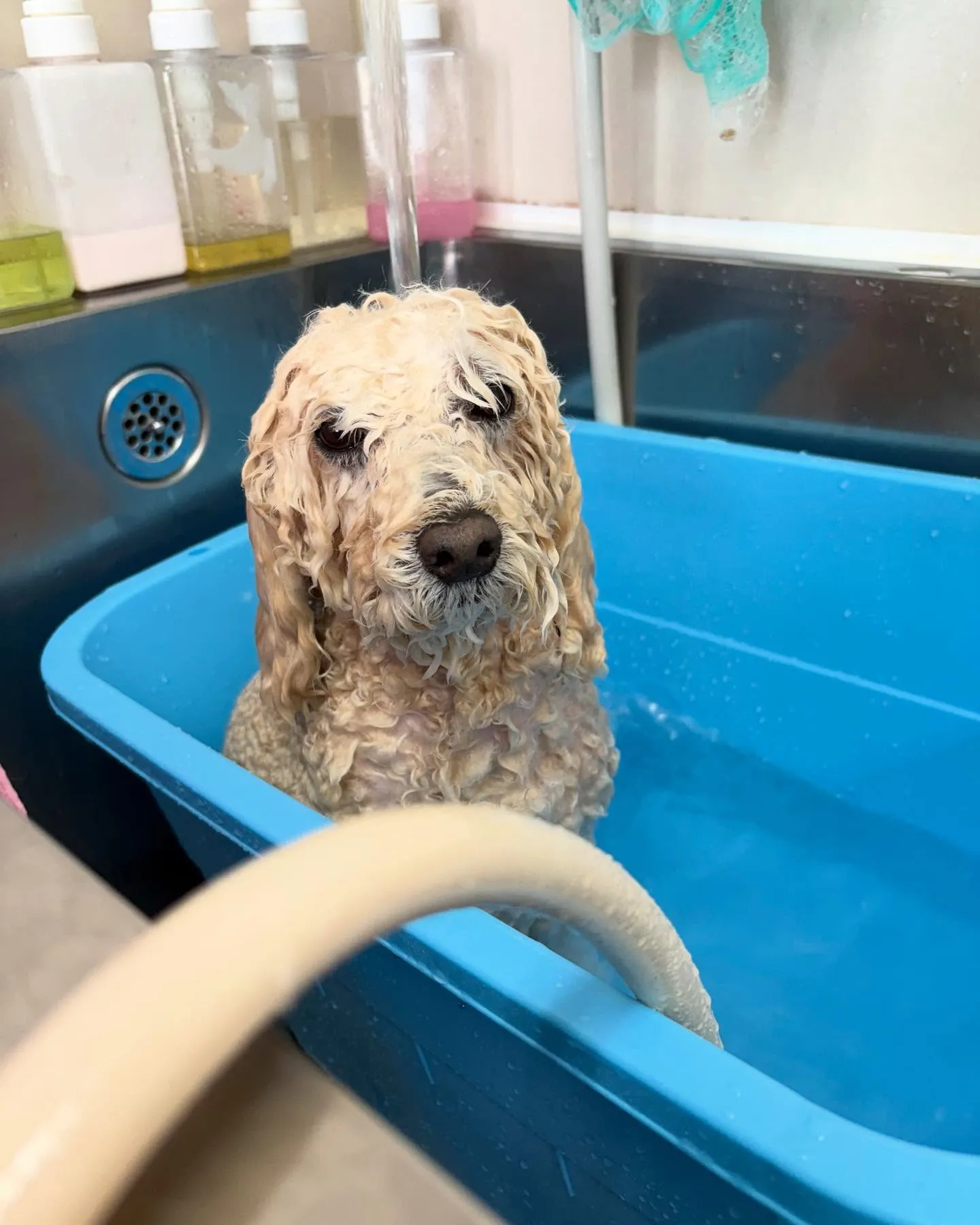 犬のシャンプー🫧