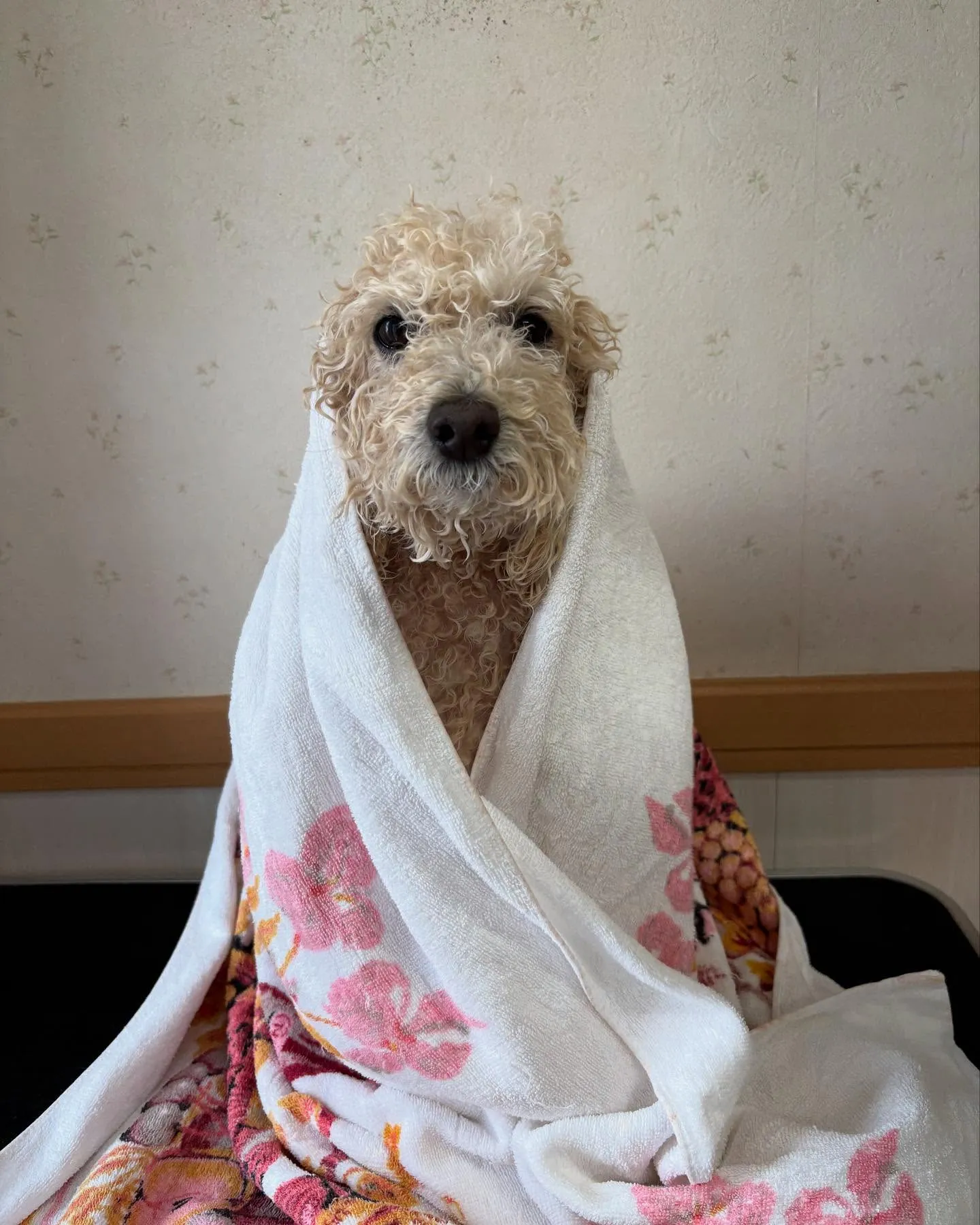 犬のシャンプー🫧