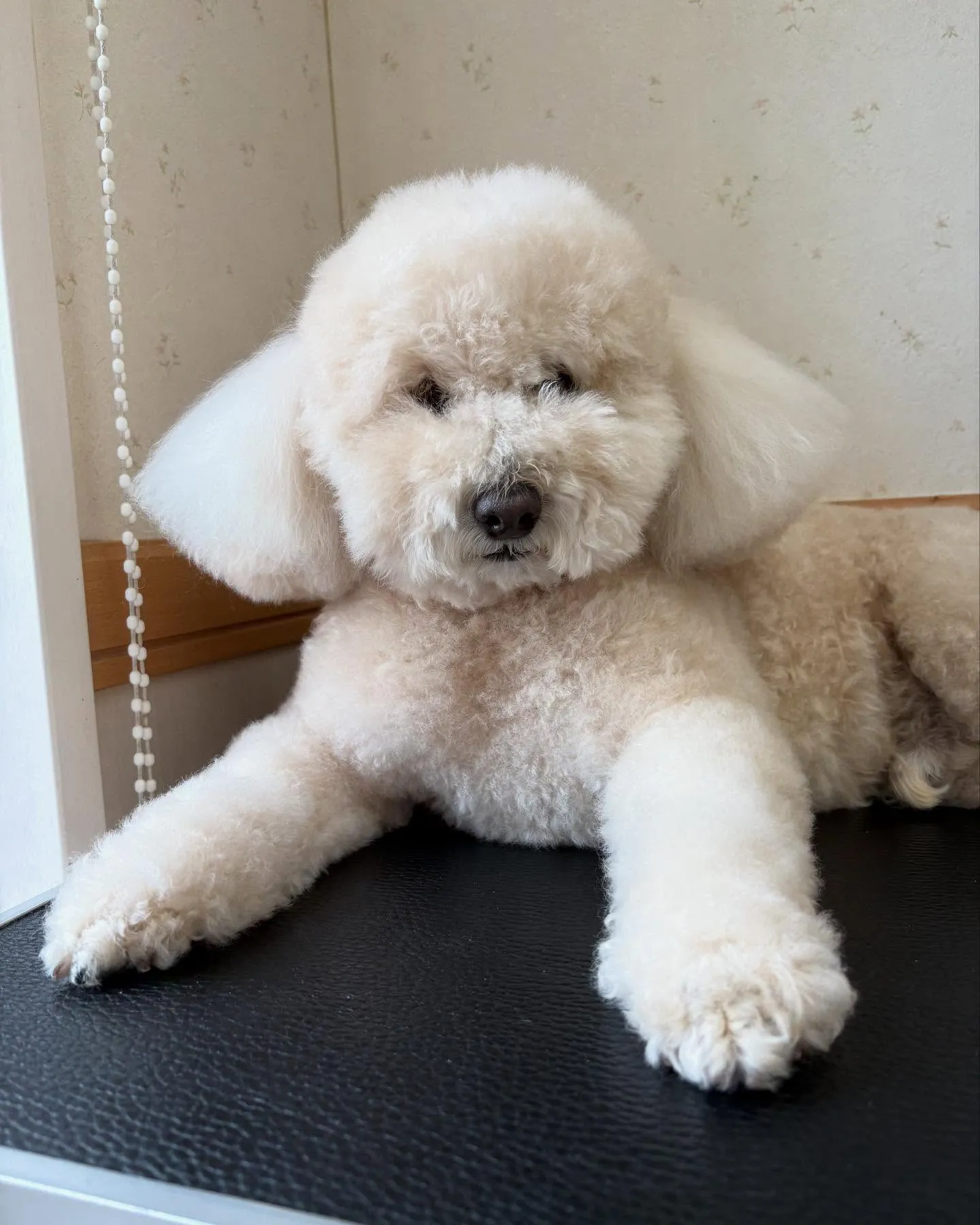 犬のシャンプー🫧