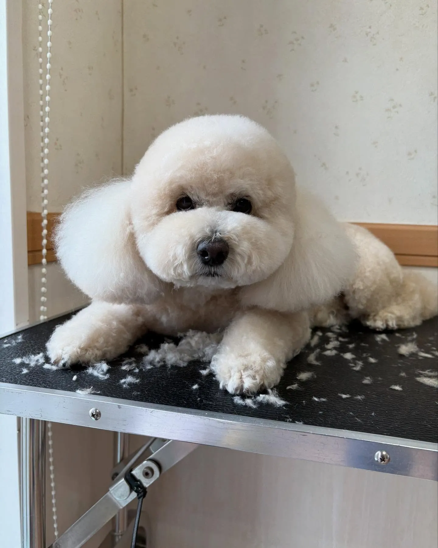 犬のシャンプー🫧