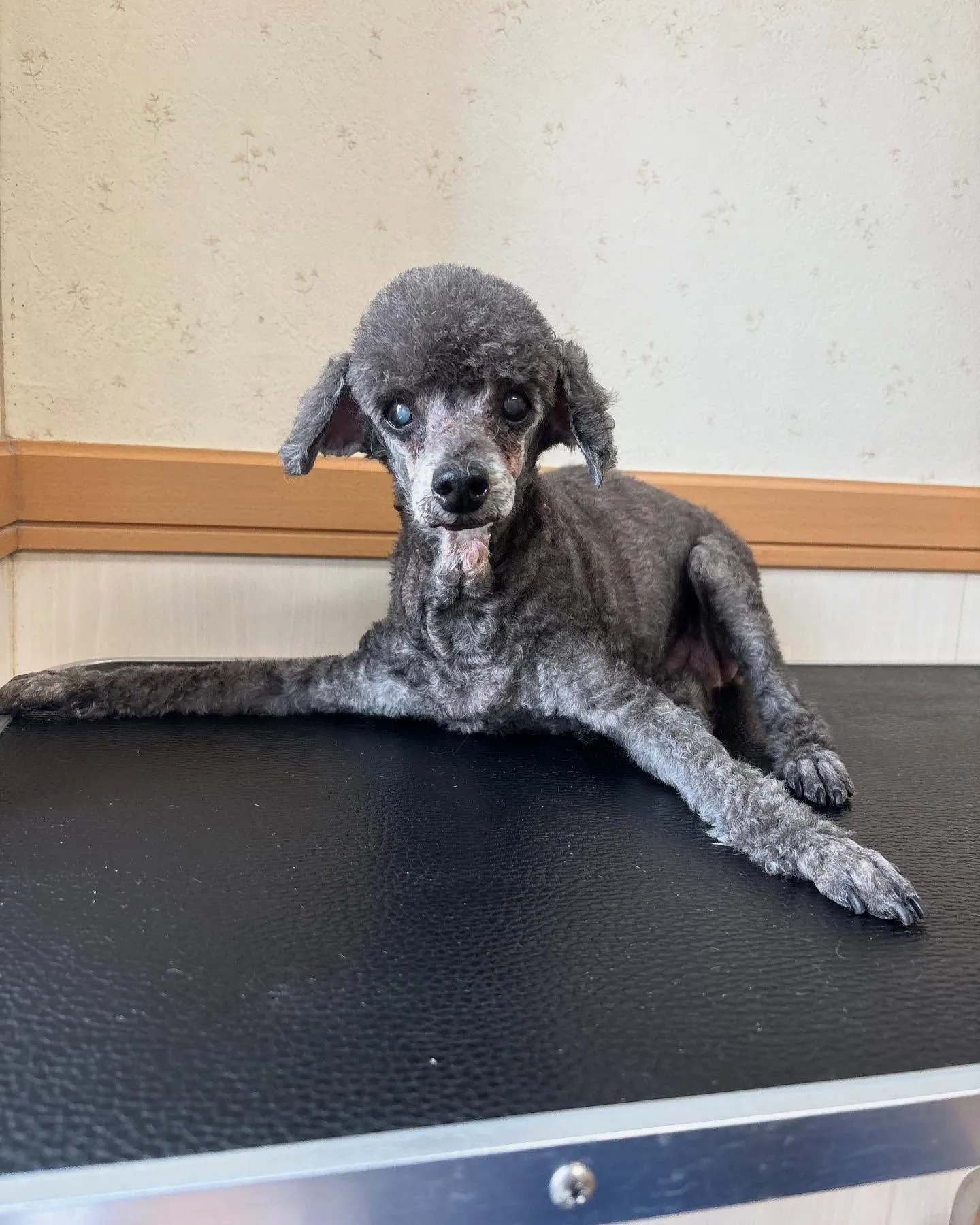 犬のトリミング✂️