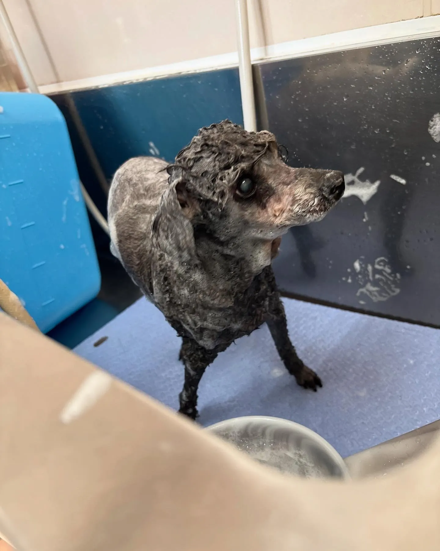 犬のトリミング✂️