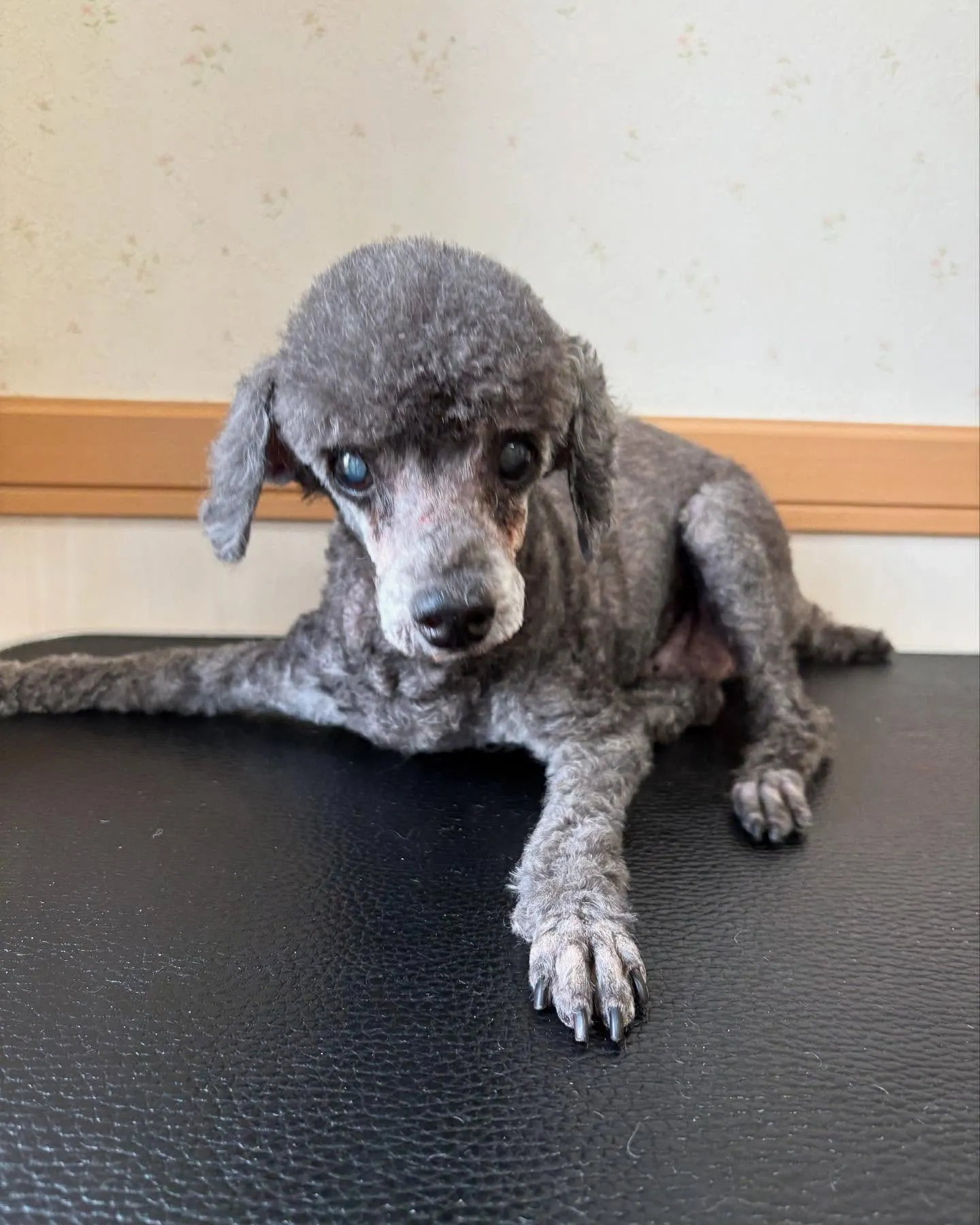 犬のトリミング✂️